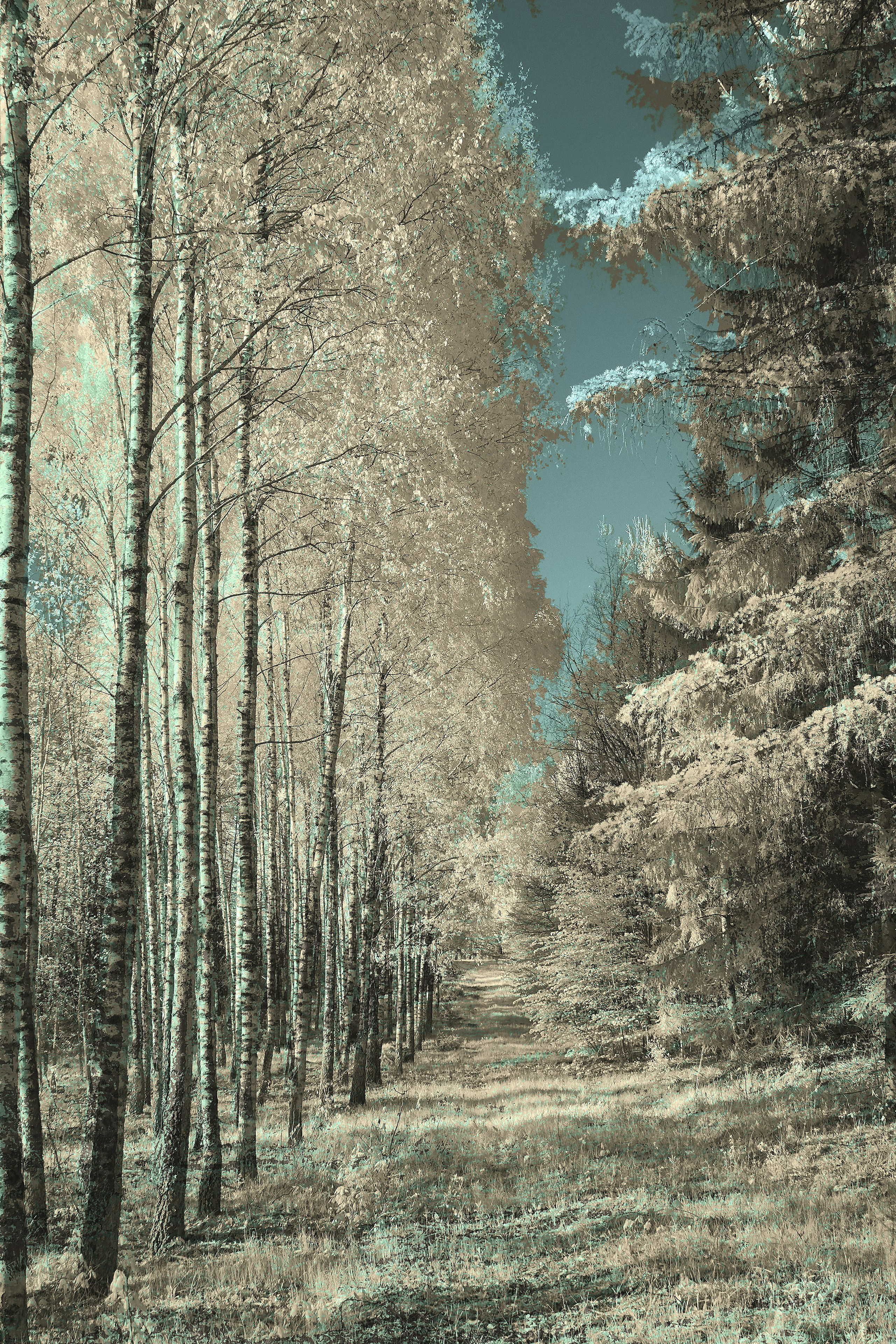 Photo by wolfgang_hasselmann