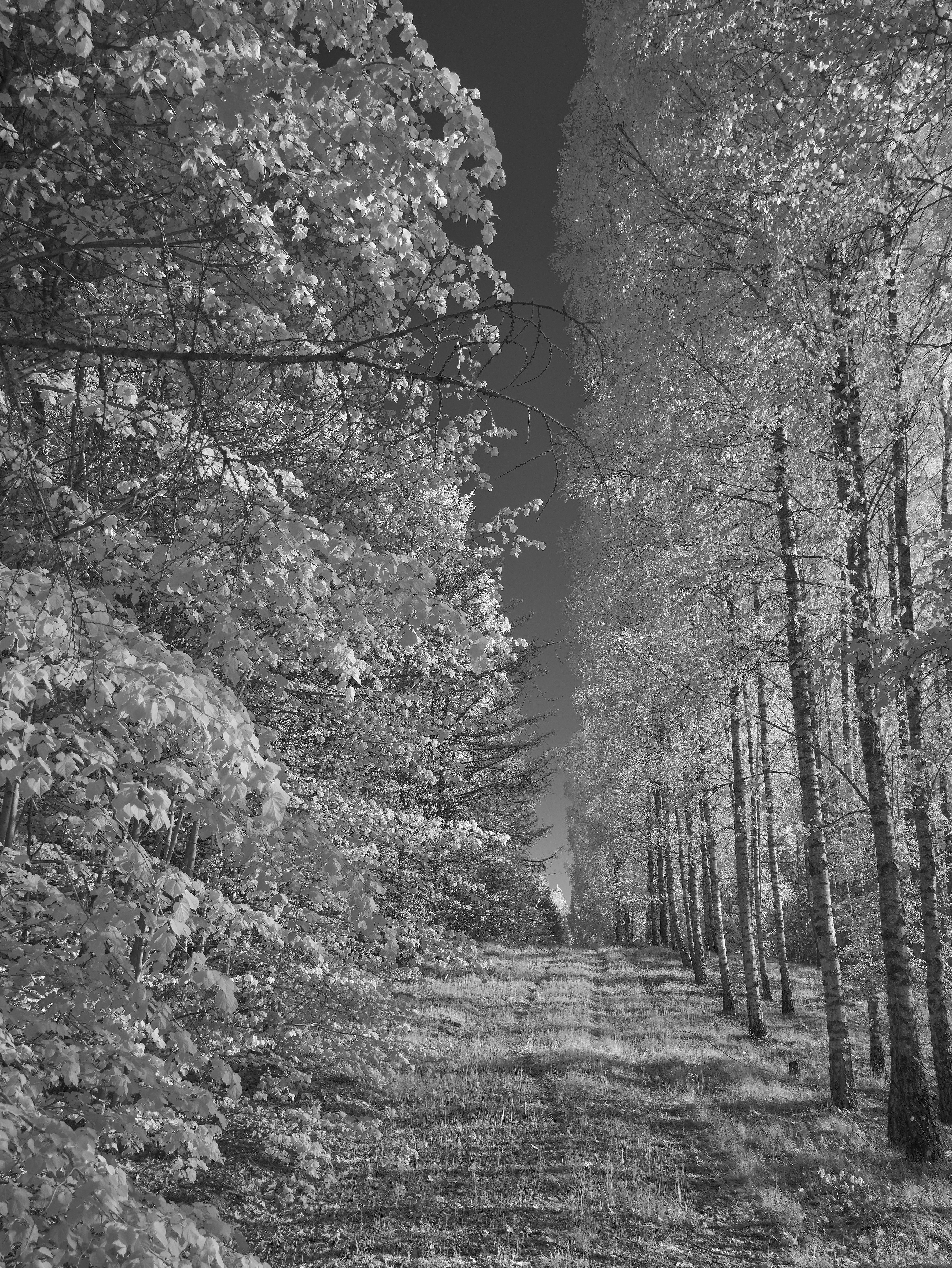 Photo by wolfgang_hasselmann