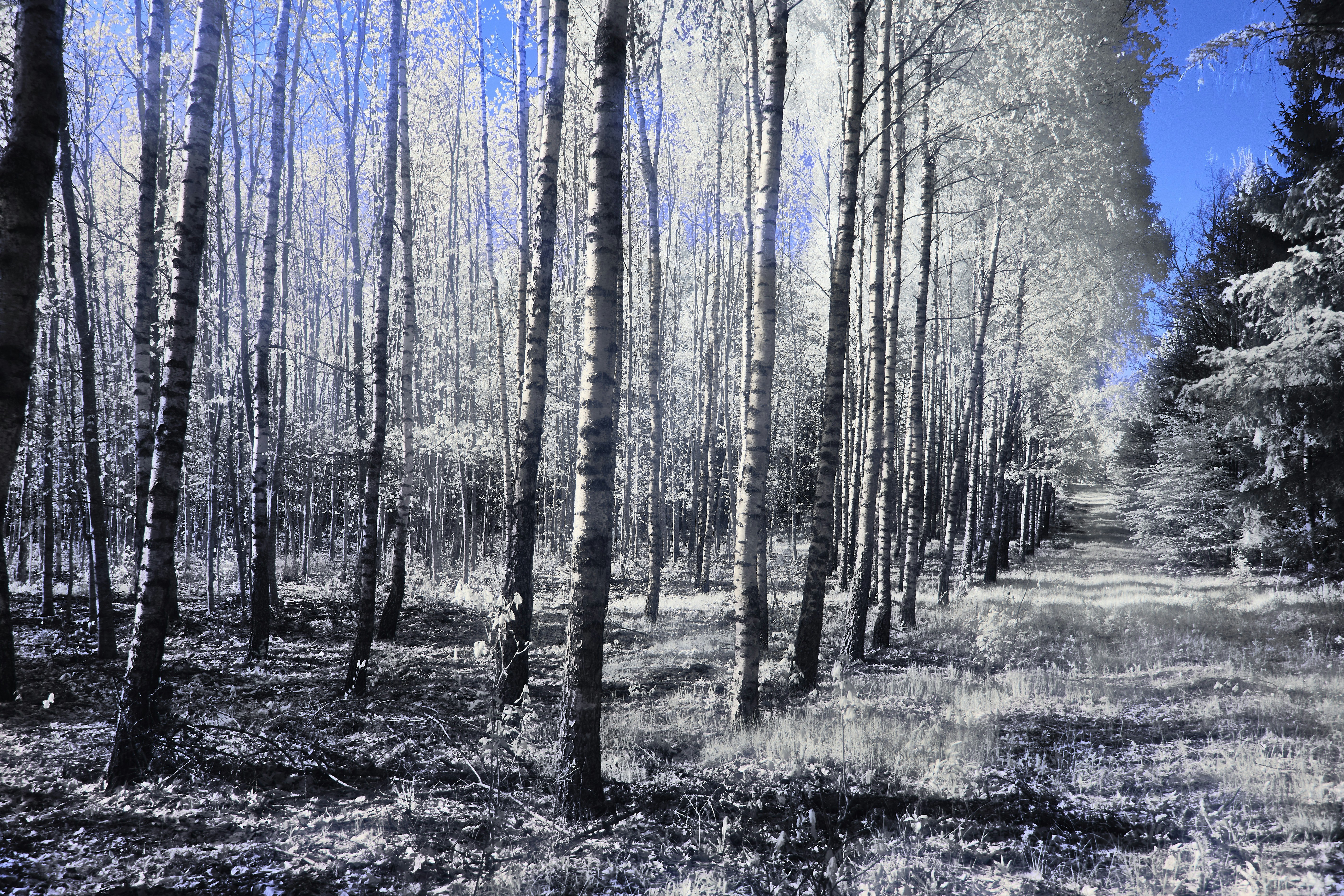 Photo by wolfgang_hasselmann