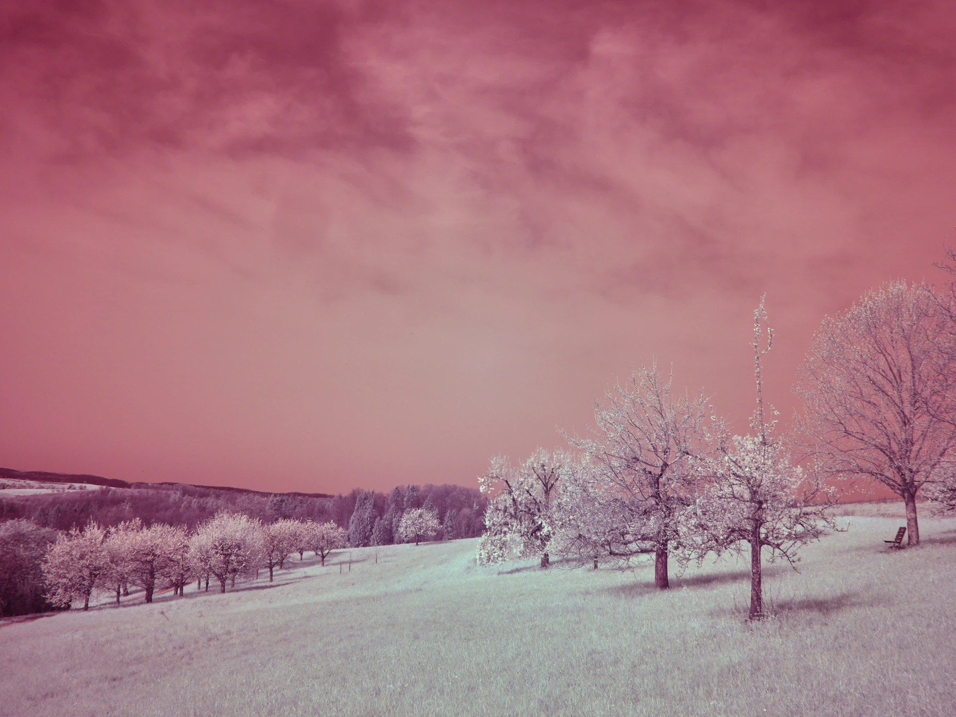 Trees on a hill under a pink sky