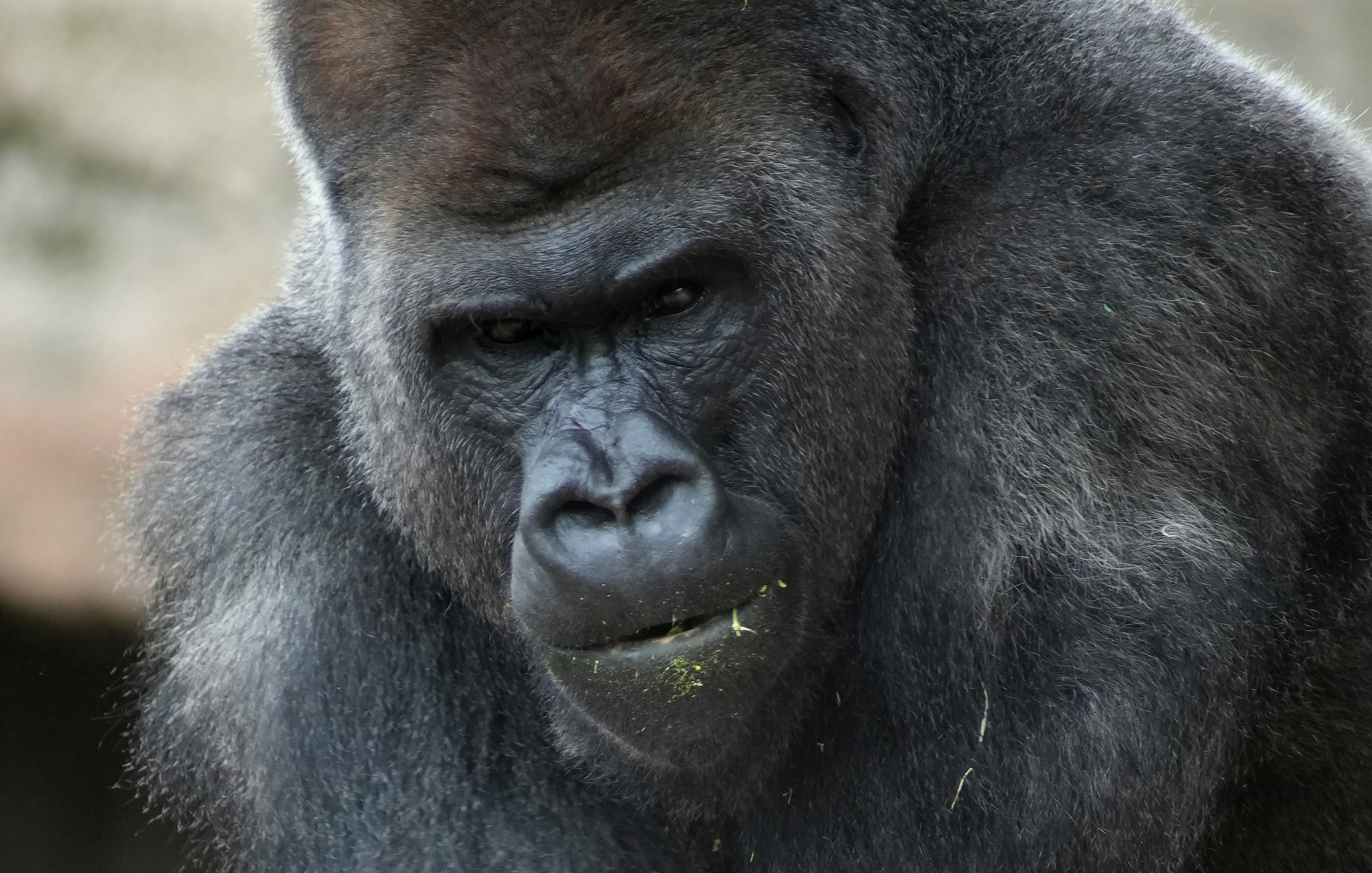 Close-up of a gorilla's face with food in its mouth