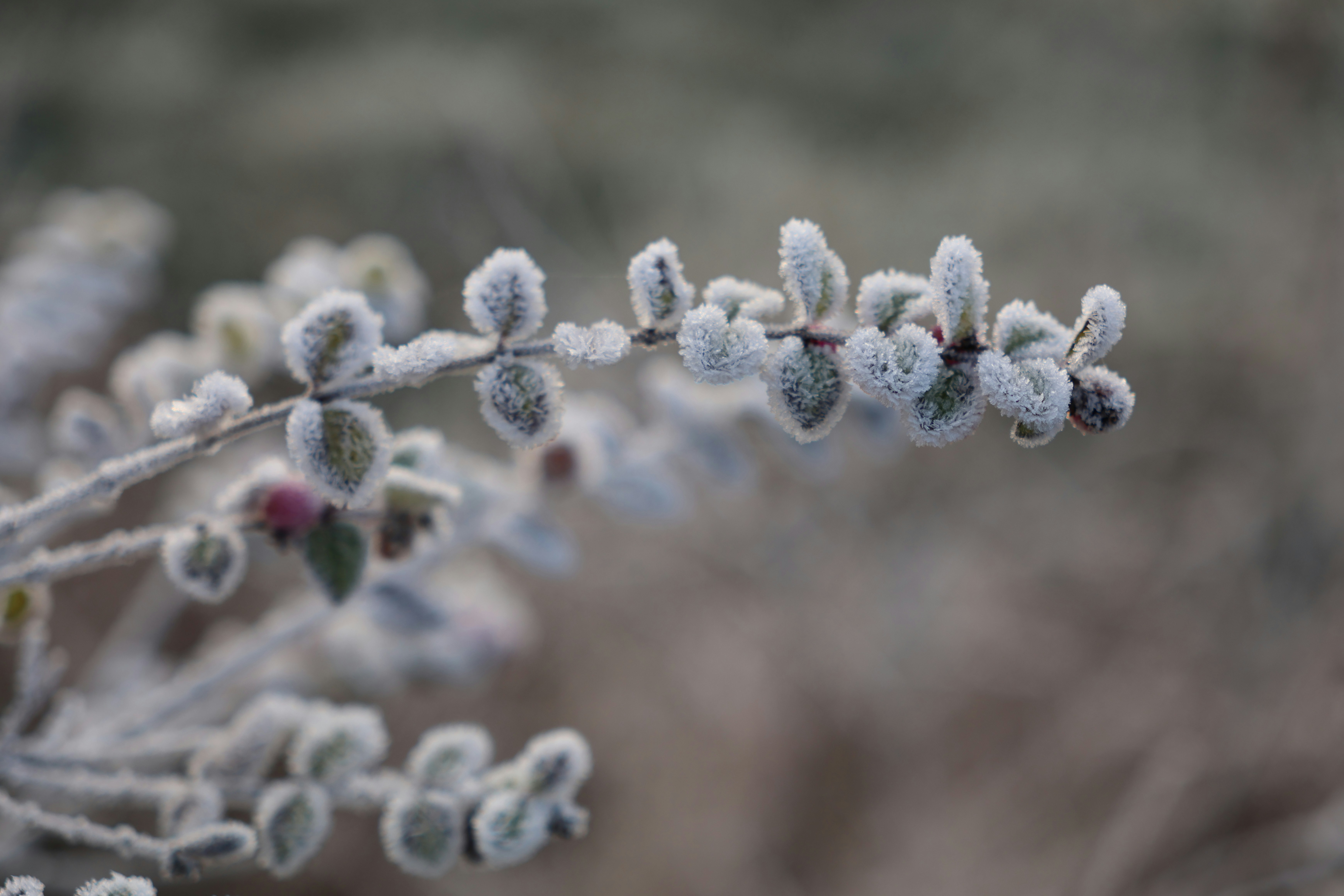 Photo by elkeburhenne