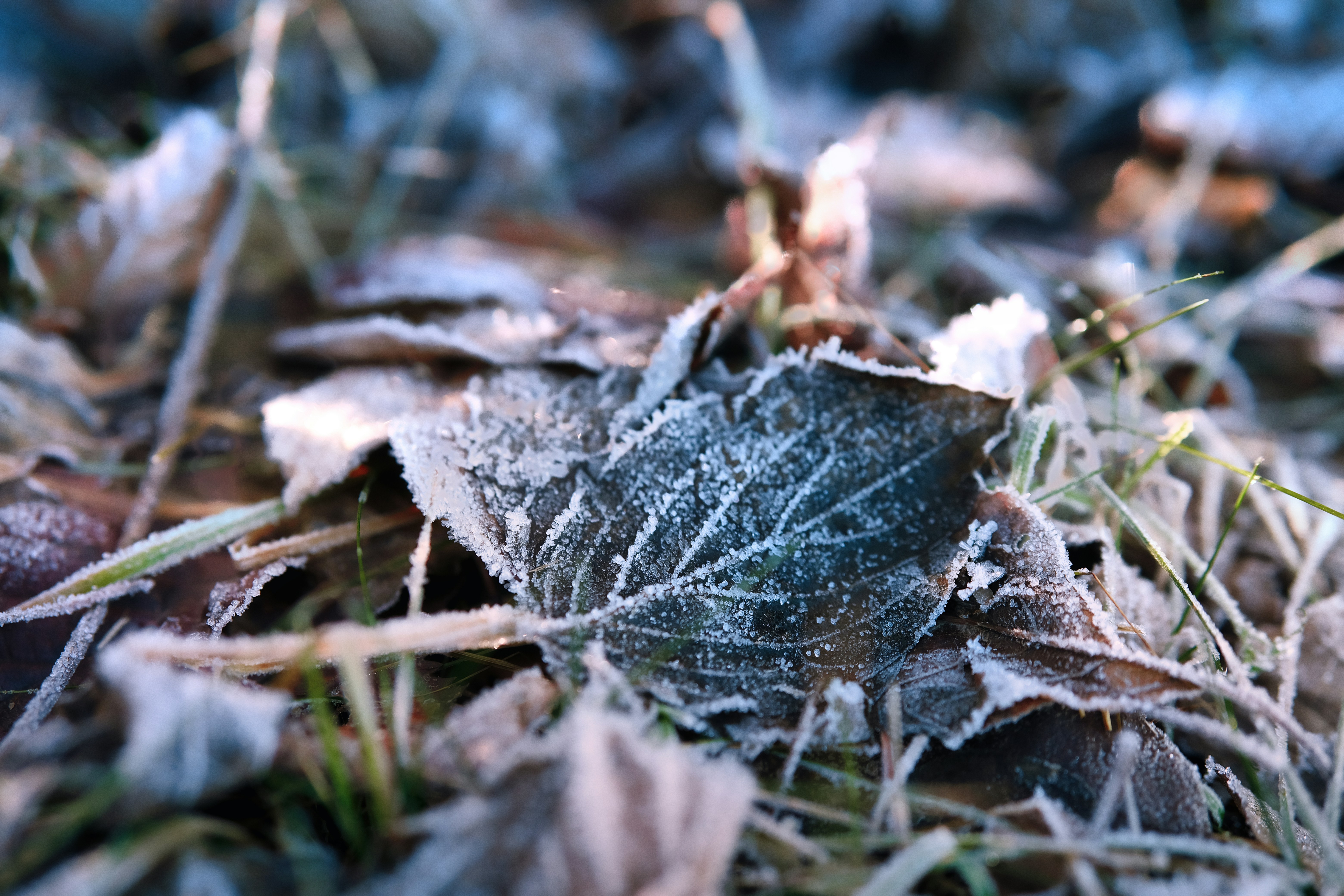 Photo by belettenoir