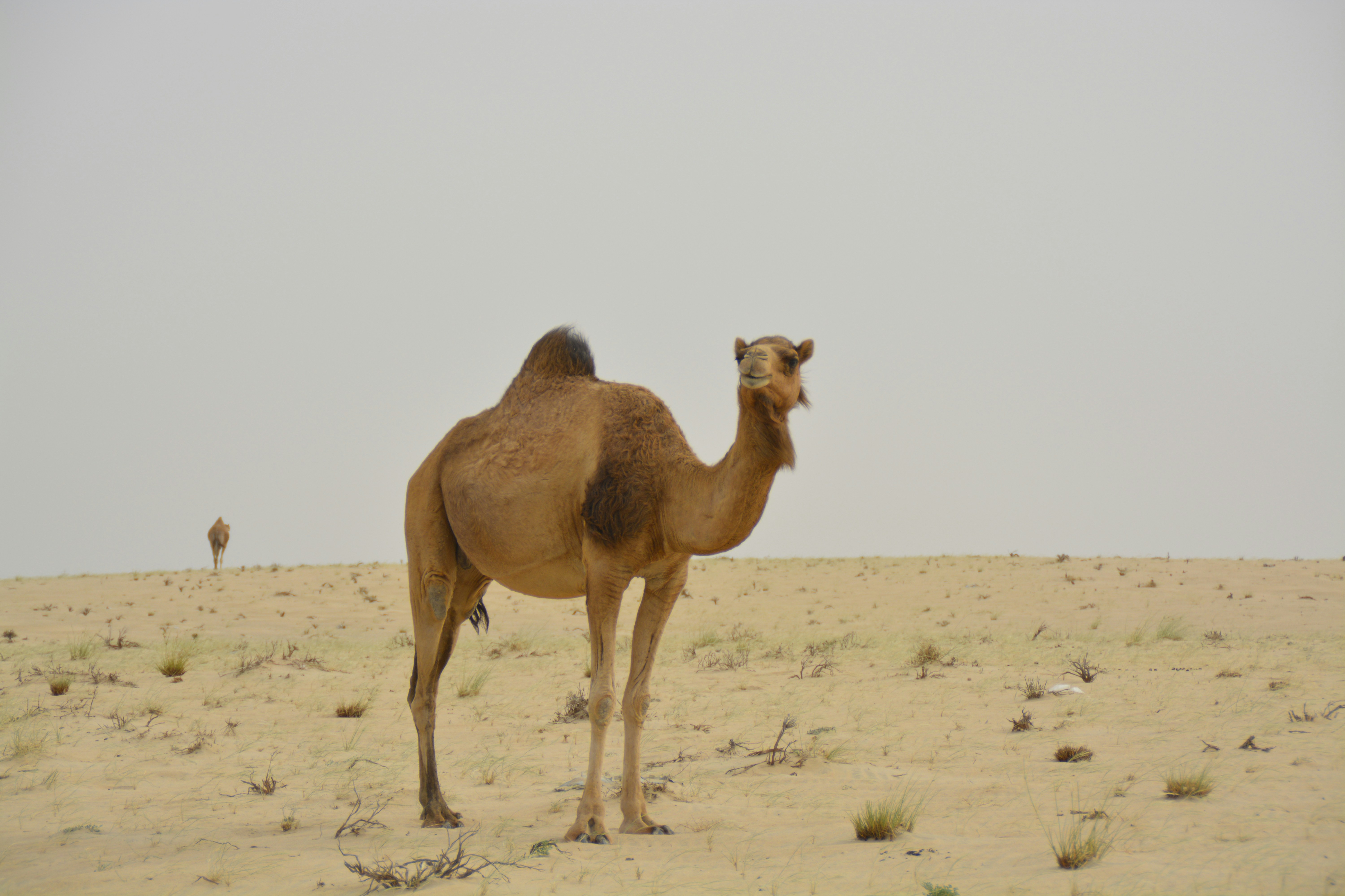 A camel stands in a vast desert landscape