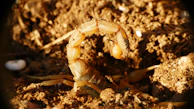 A scorpion crawls on dry, cracked earth.