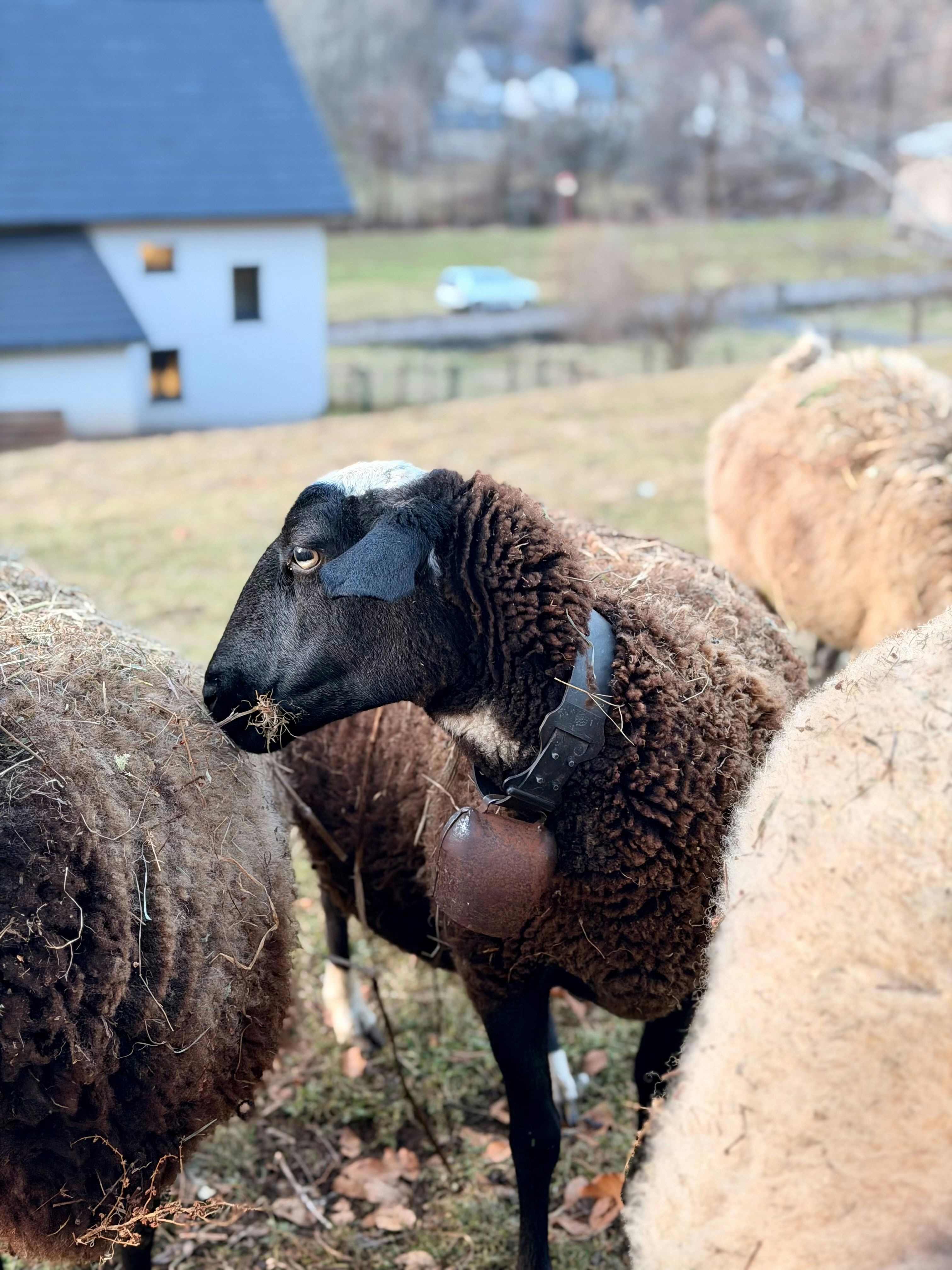 A sheep with a bell around its neck grazes.