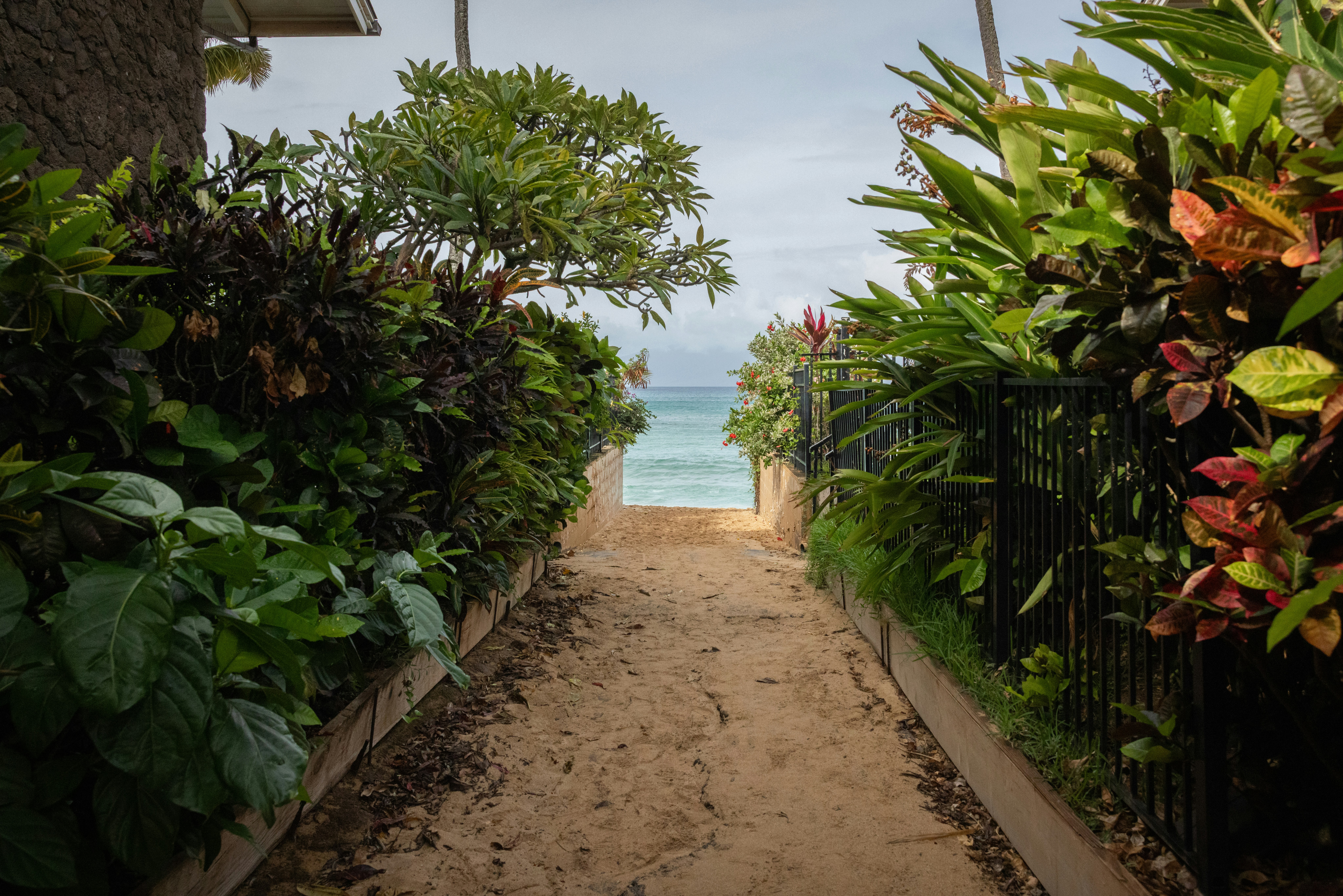 Sandy path leads to a tropical beach and ocean.