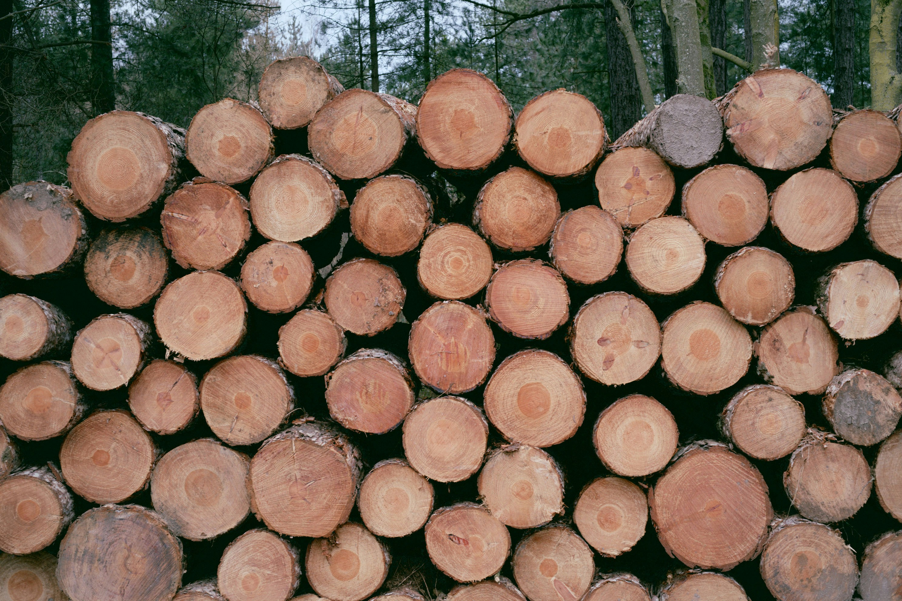 Stack of freshly cut logs in a forest