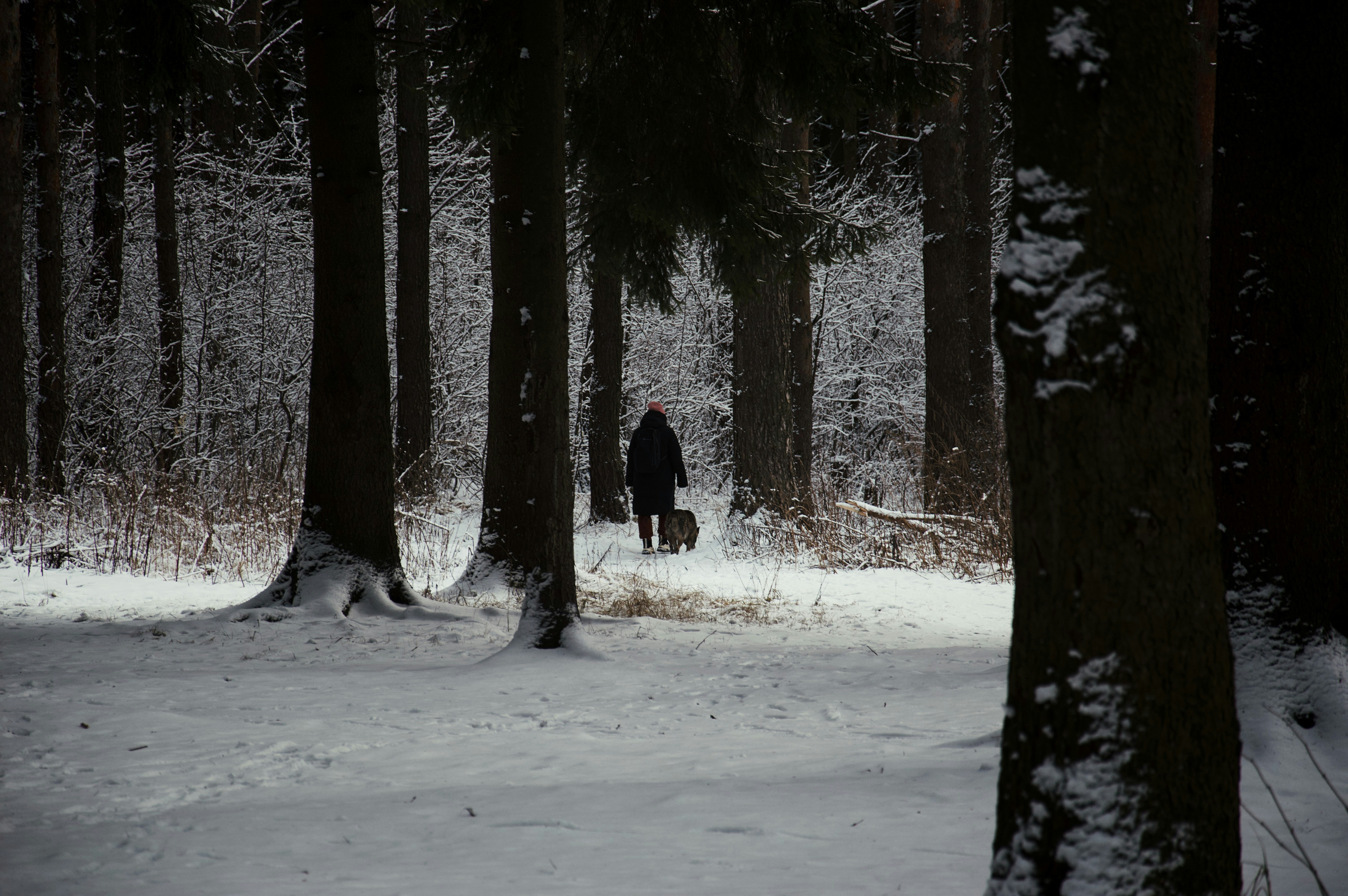 Person walking through a snowy forest path