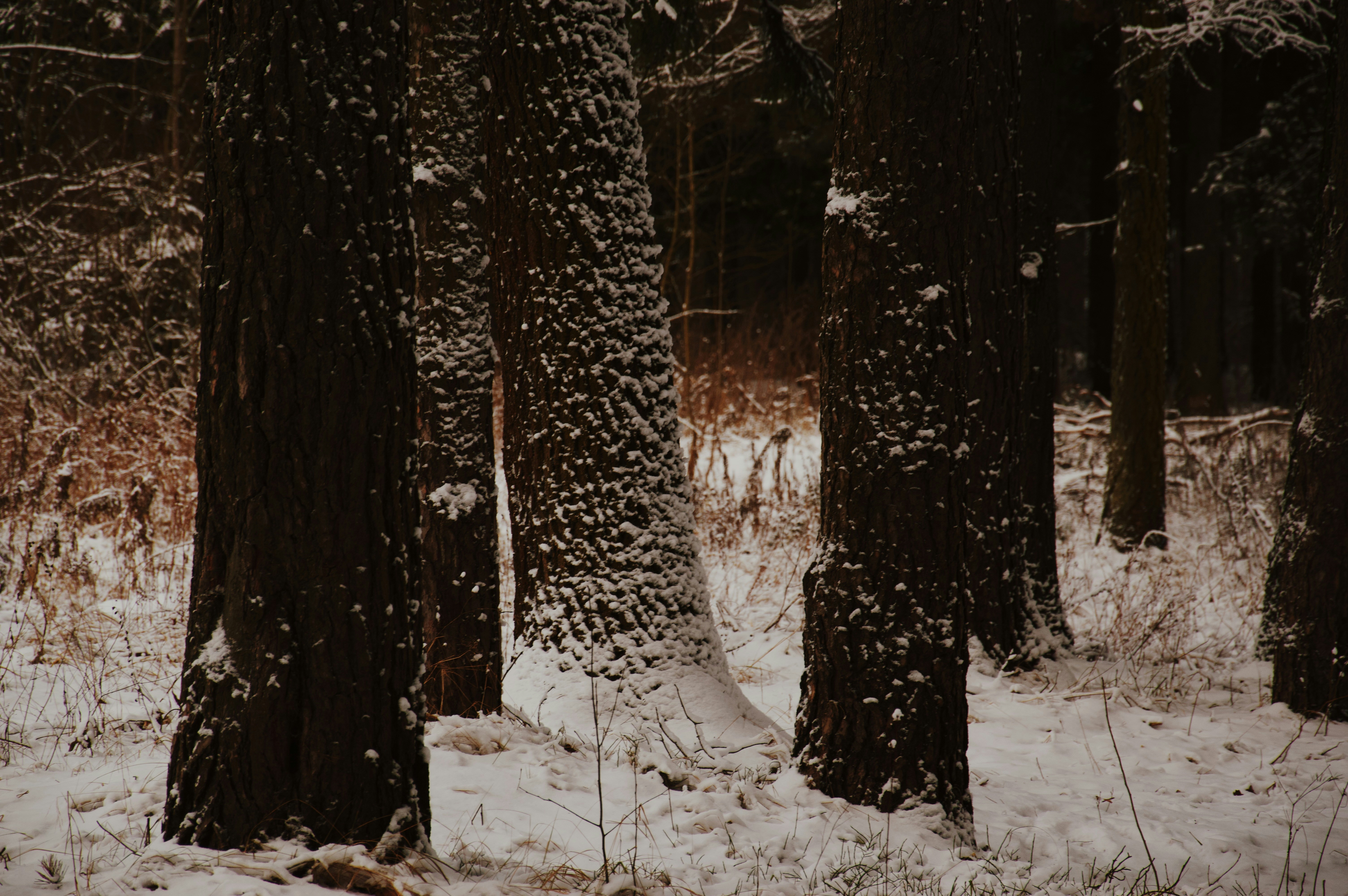 Snow-covered tree trunks in a dark forest.