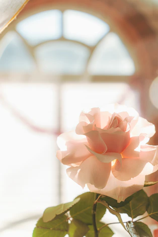 A delicate pink rose illuminated by soft light.