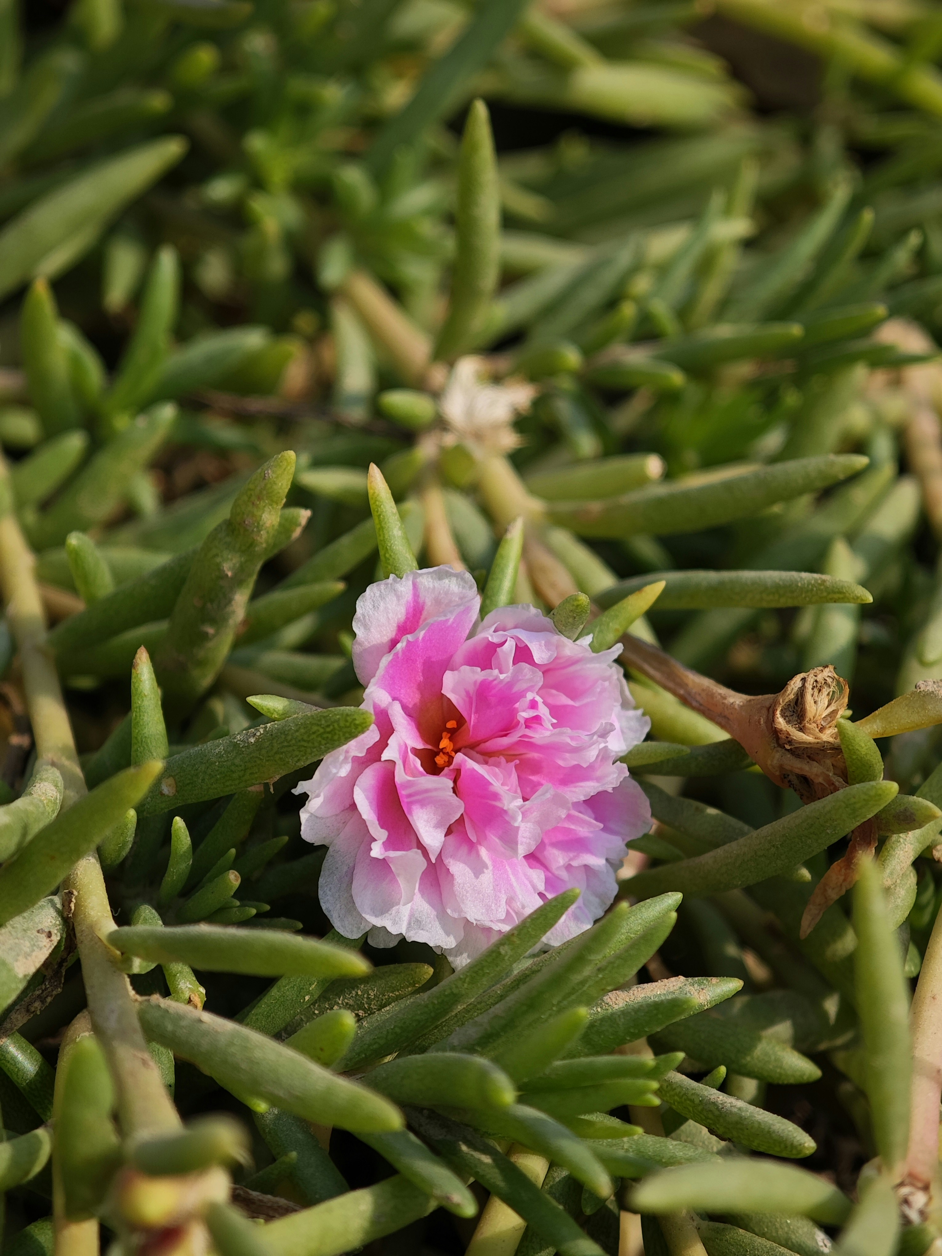 Une délicate fleur rose et blanche fleurit parmi le feuillage vert.