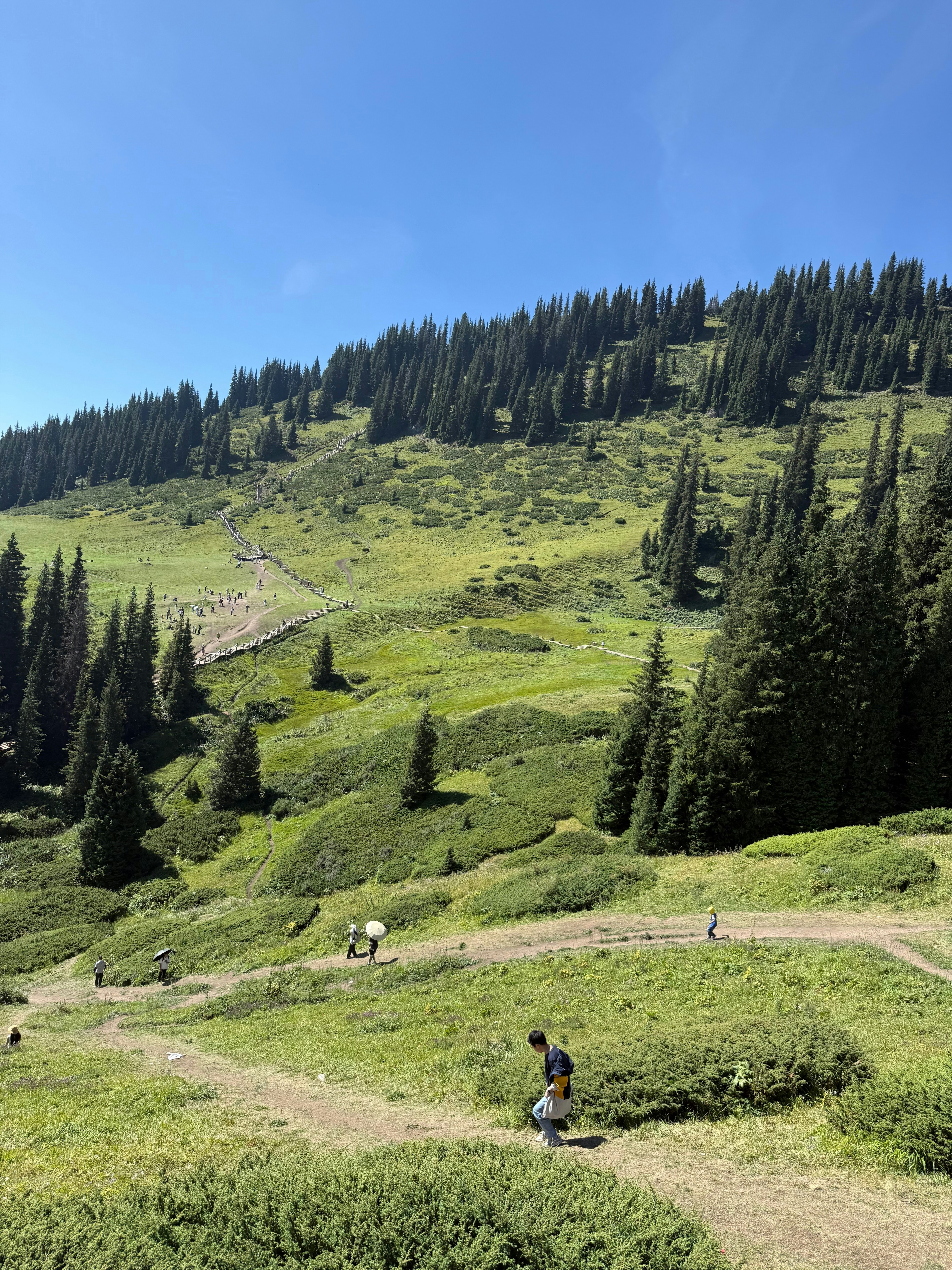 Green rolling hills with scattered pine trees under blue sky.