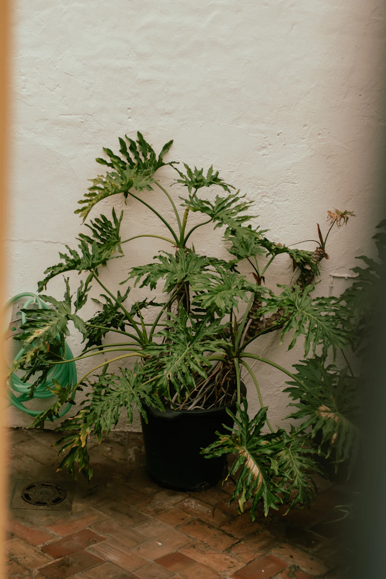 Gardener pruning the
    tips of a plant to encourage bushy growth