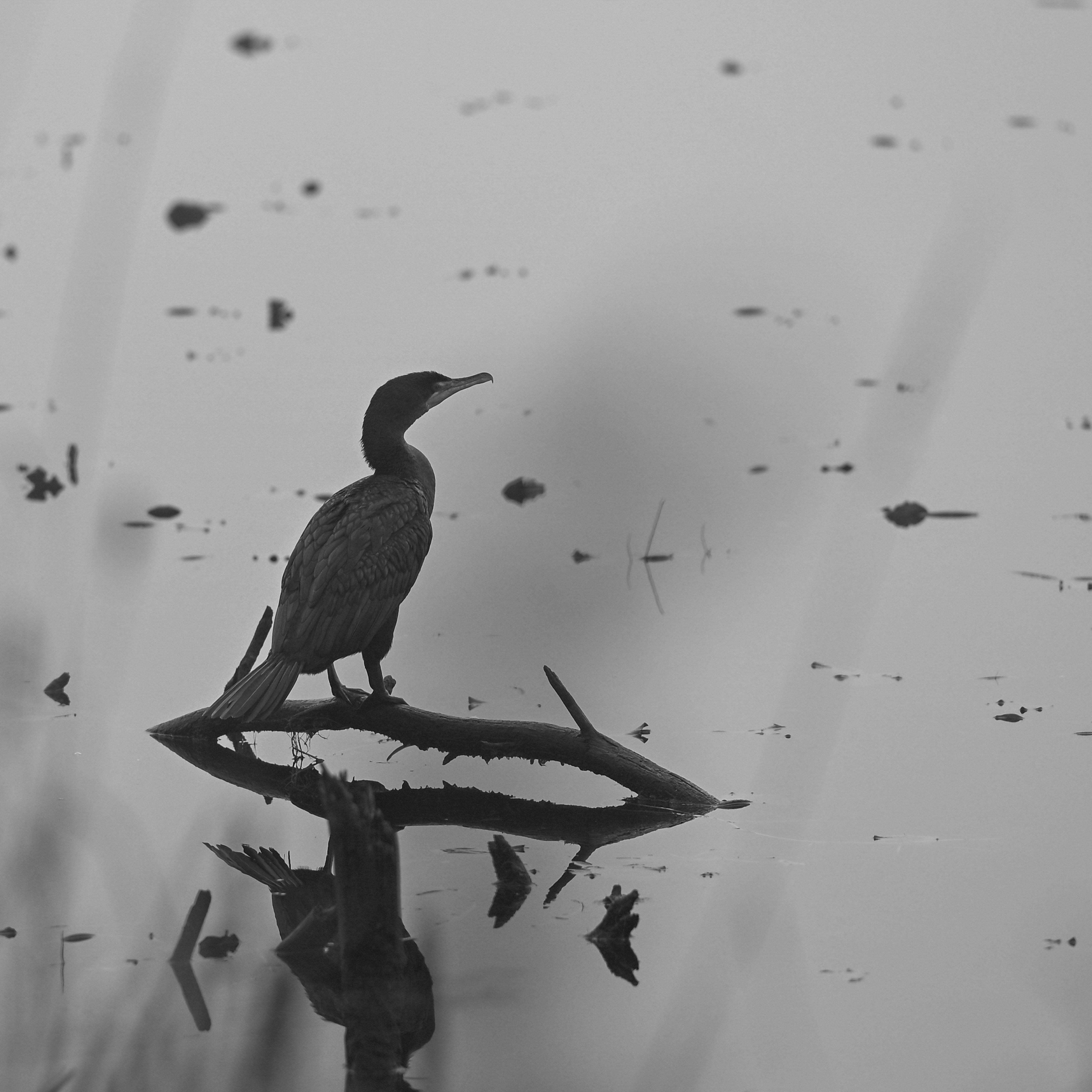 Photo by jonathankslim