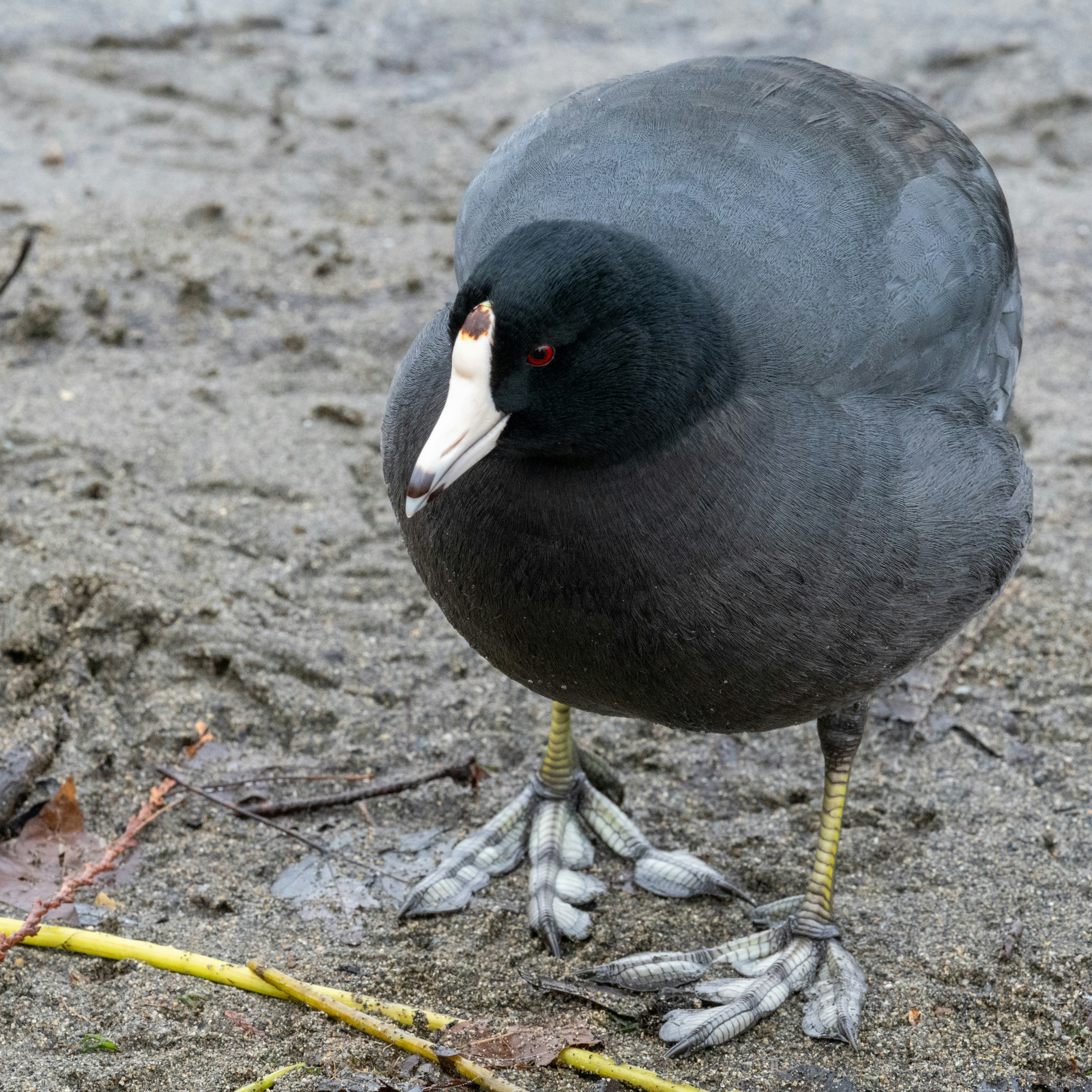 Photo by jonathankslim