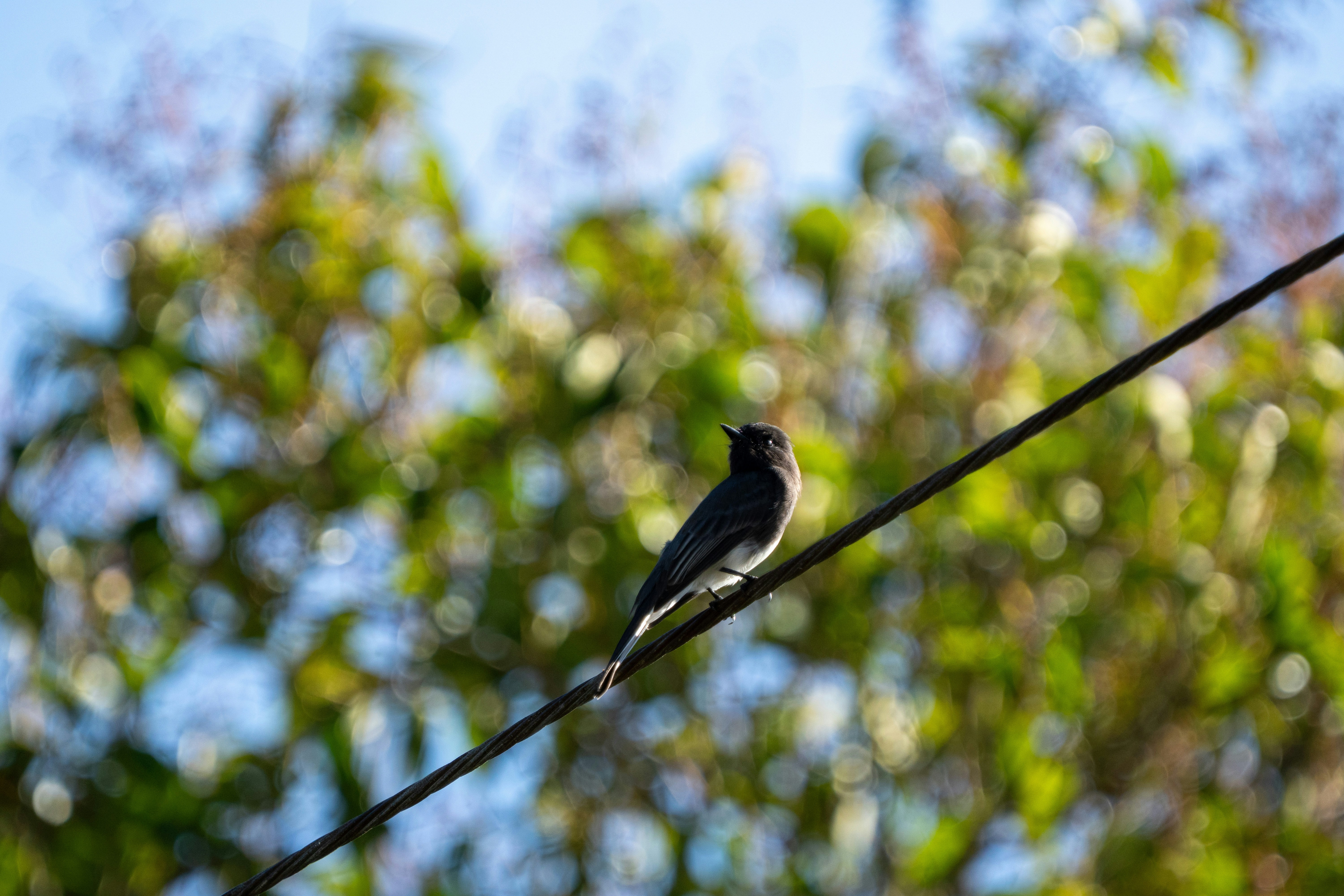 Photo by zacharia_17