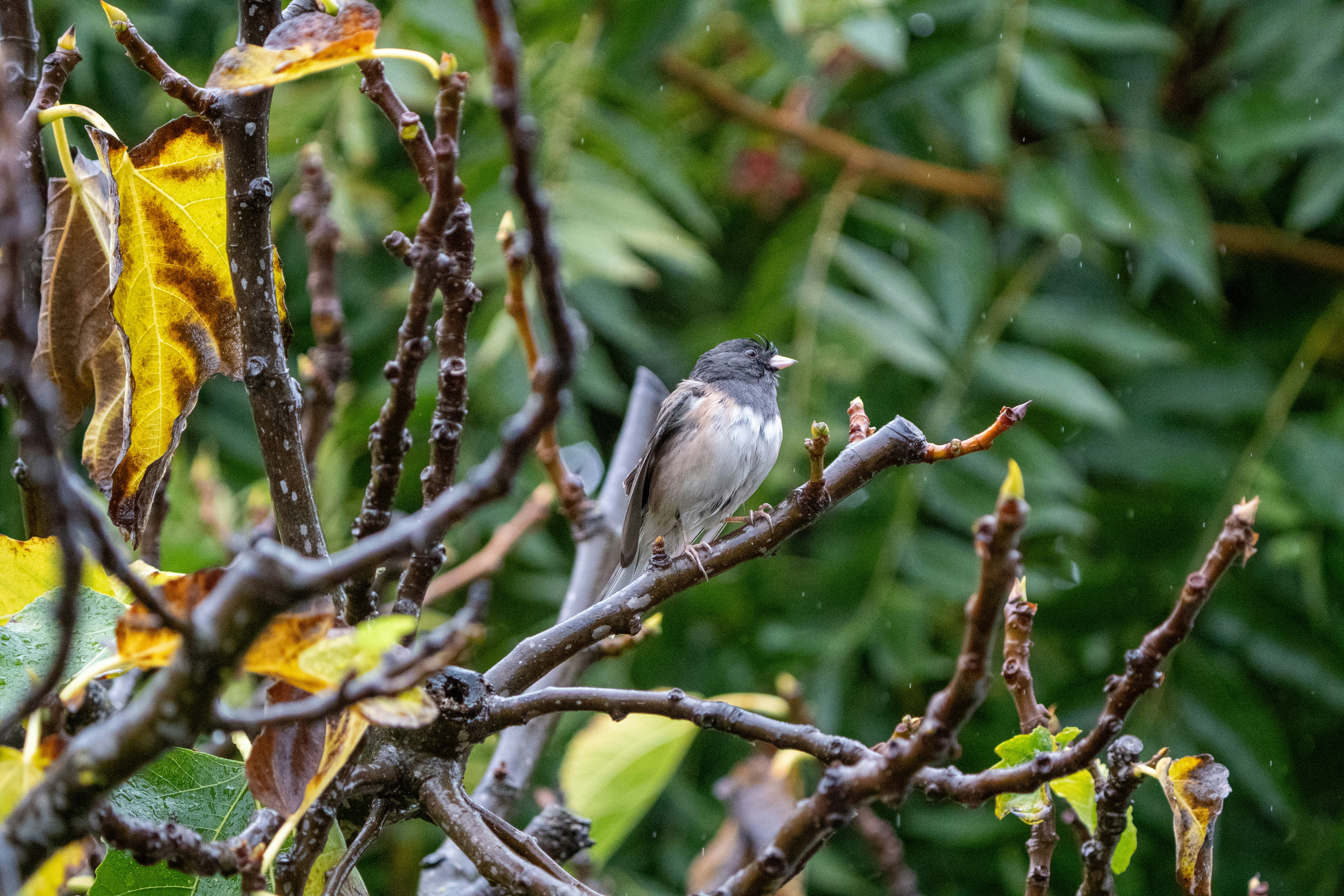 Photo by zacharia_17