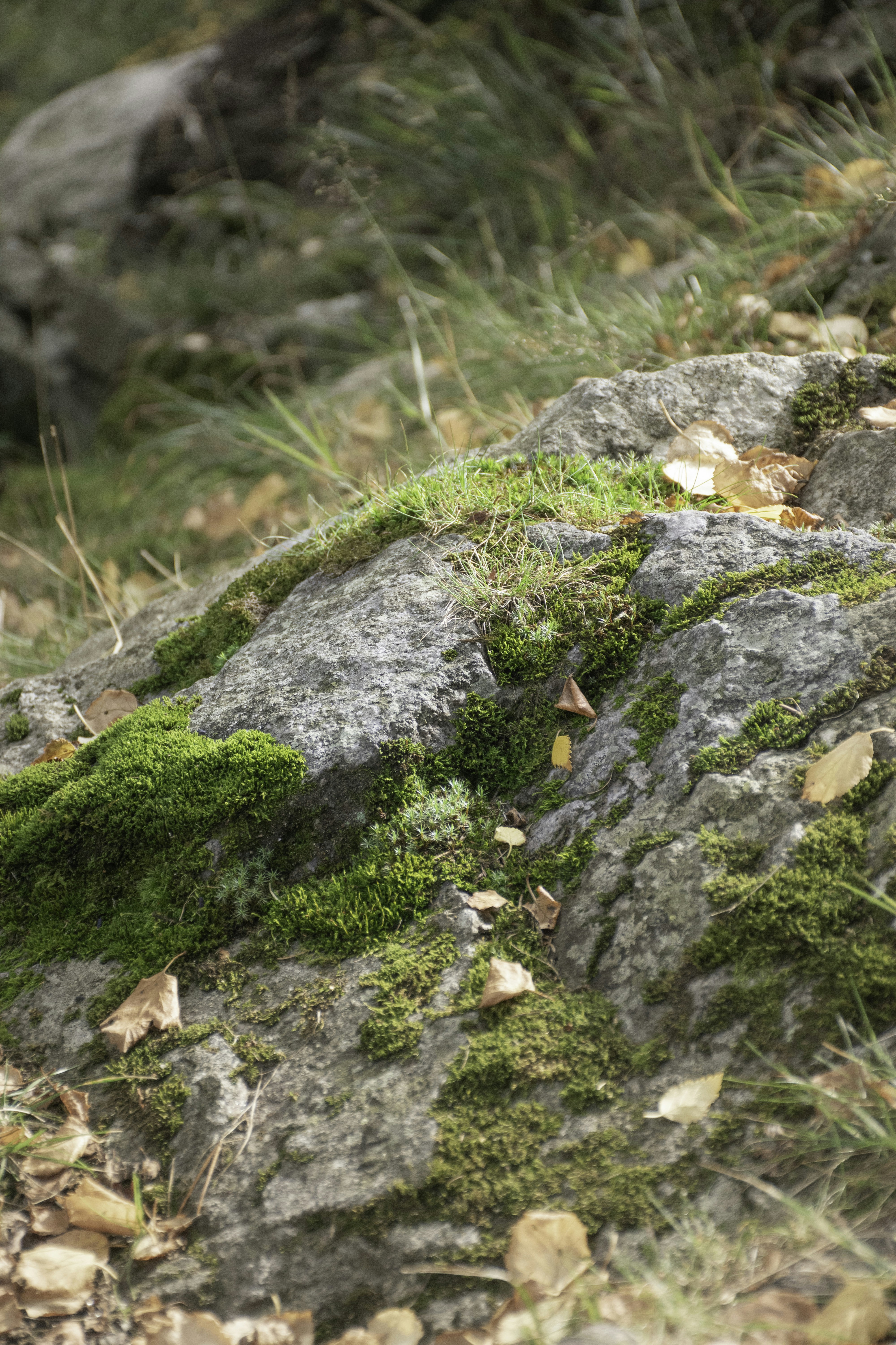 Photo by adam_skrinnikoff