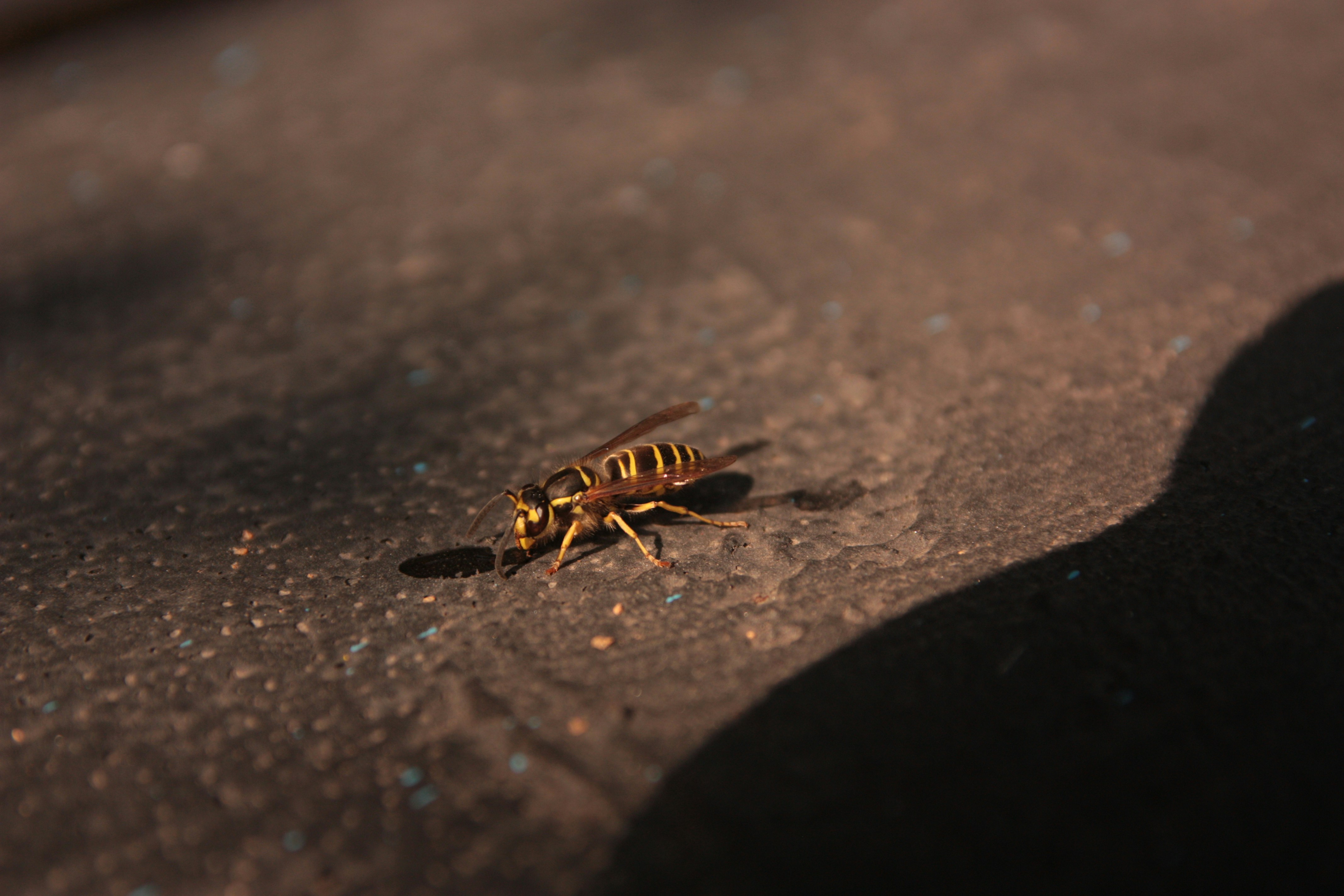Una avispa se arrastra por una superficie oscura y texturizada.
