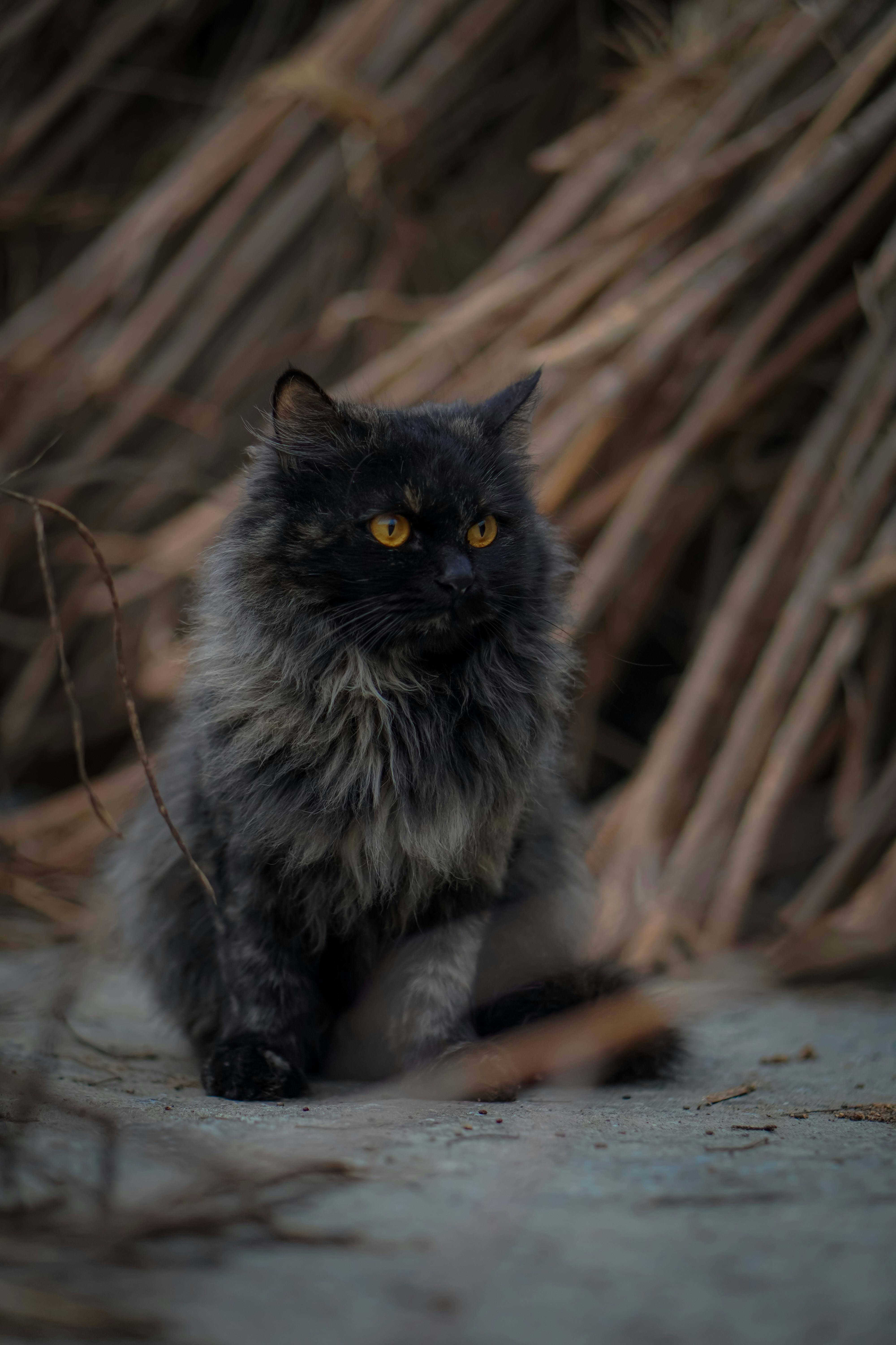 A fluffy black cat with bright yellow eyes sits outdoors.