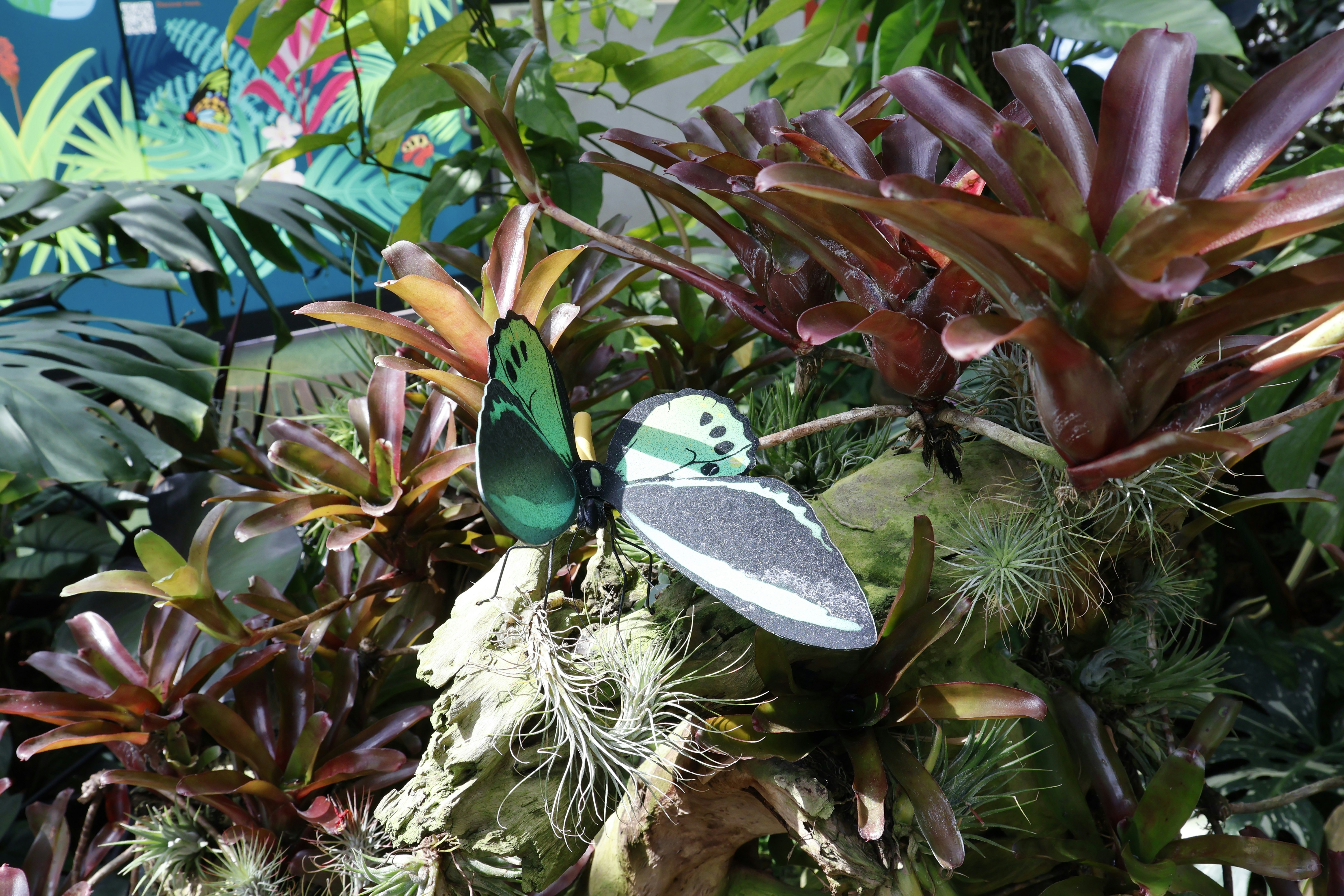 A green butterfly rests on tropical plants.