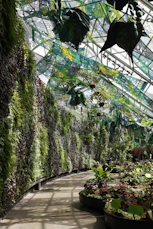Lush green wall and plants inside a greenhouse.
