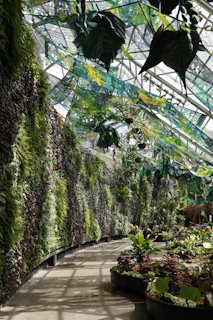 Lush green wall and plants inside a greenhouse.