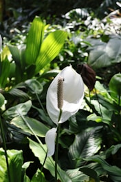 A white peace lily flower surrounded by green leaves.