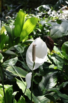 A white peace lily flower surrounded by green leaves.