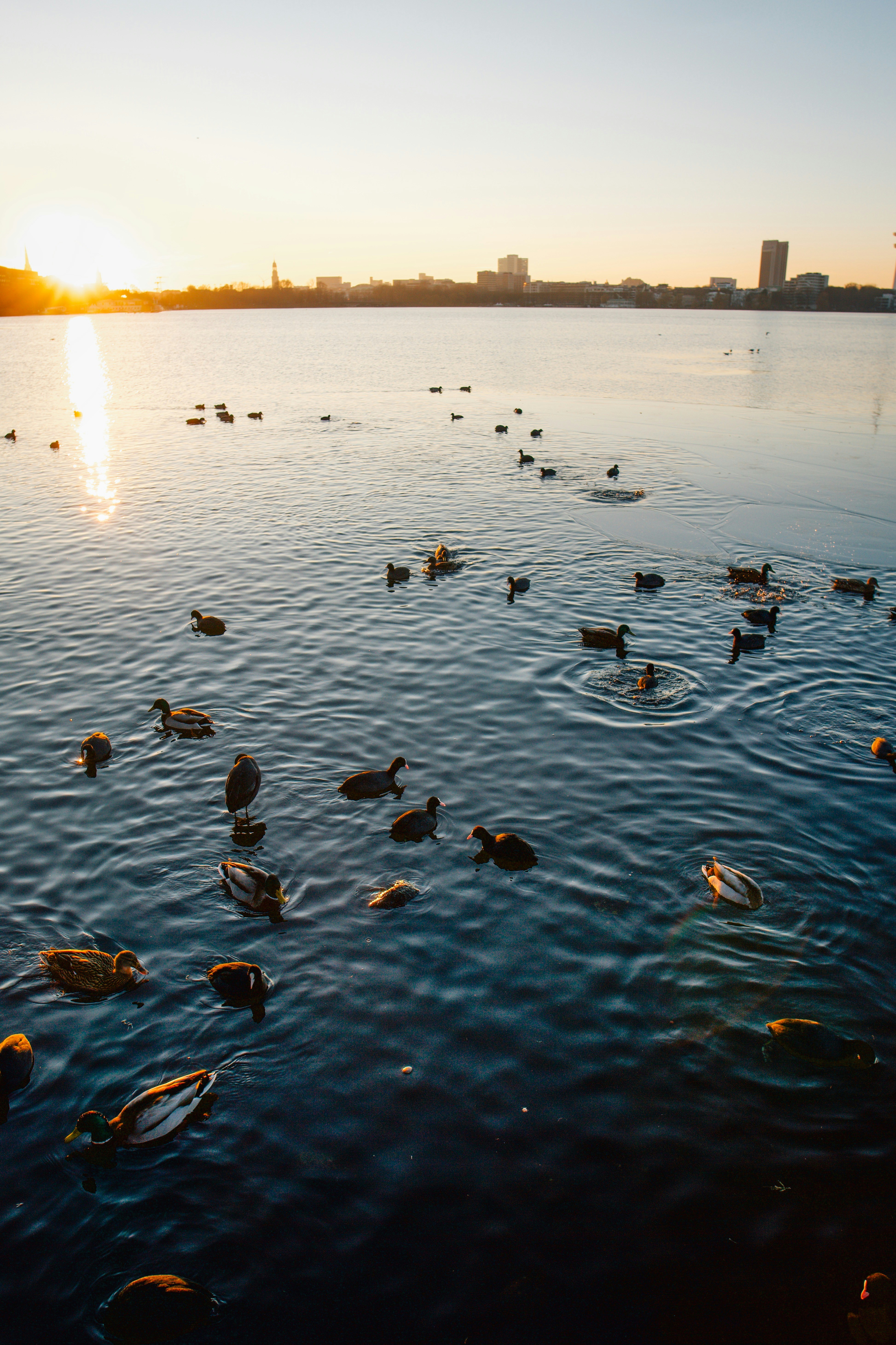 Ducks swimming in a lake at sunset with city skyline.