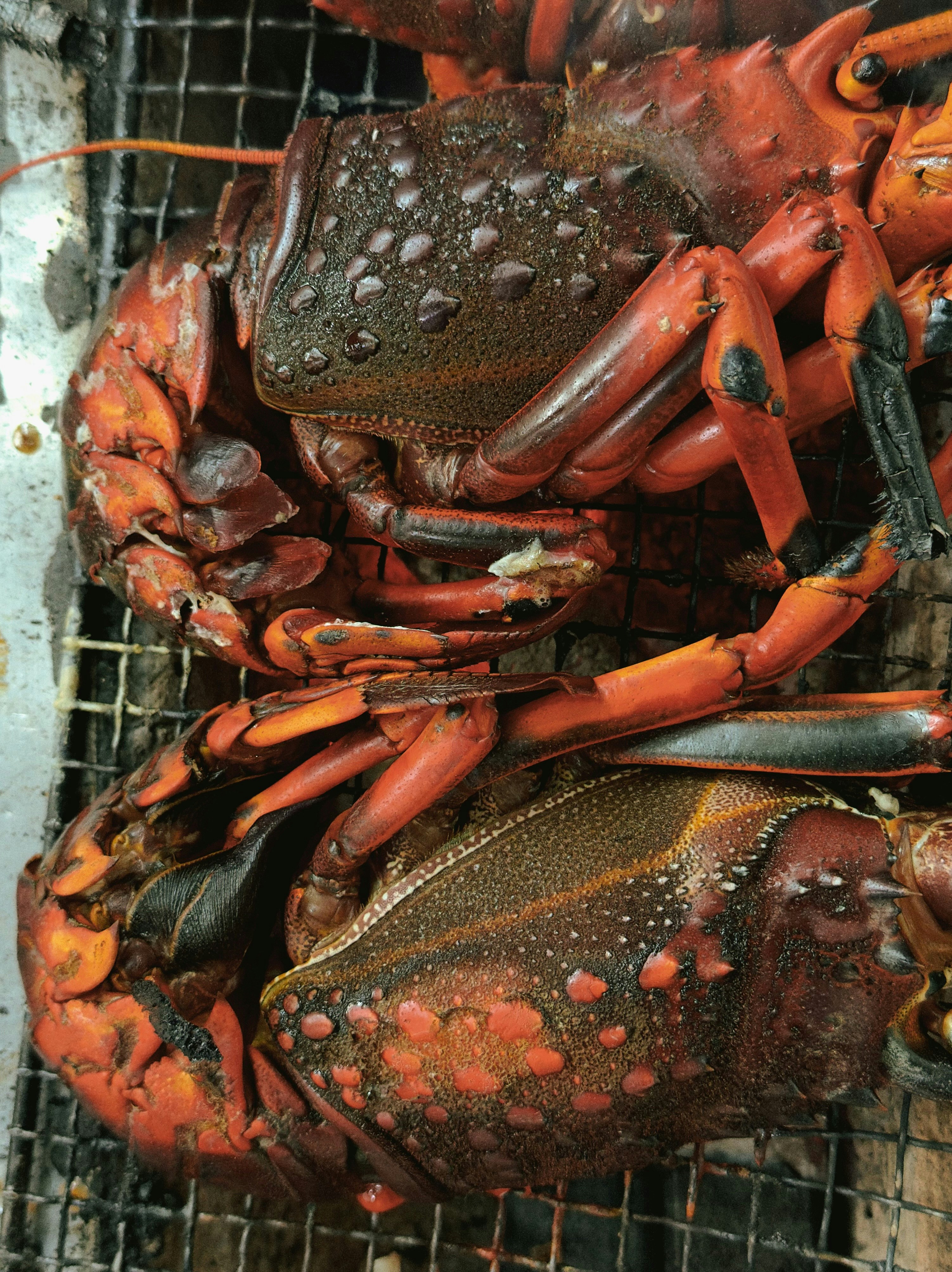 Two cooked lobsters on a grill