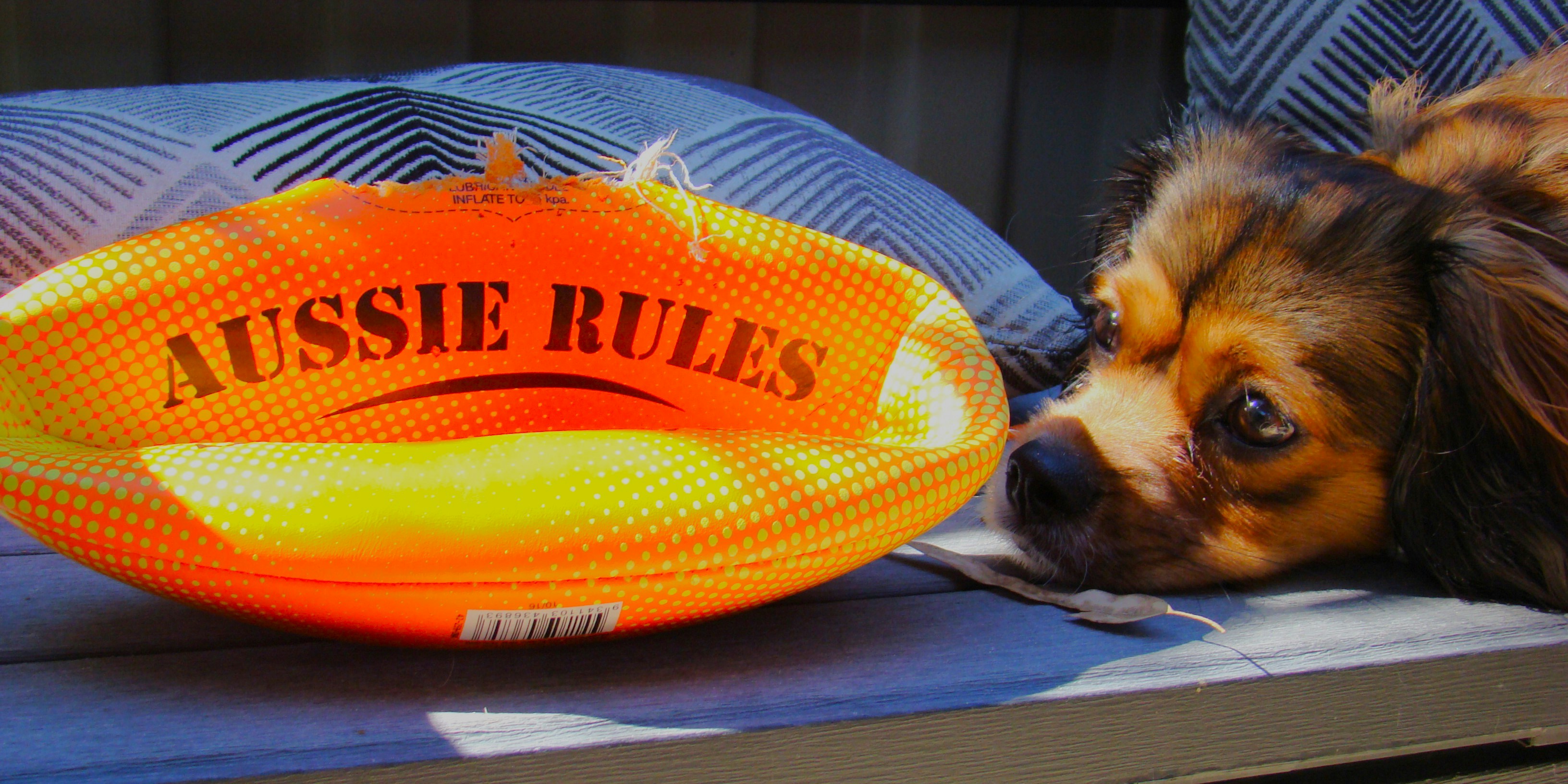 Dog rests beside an aussie rules football