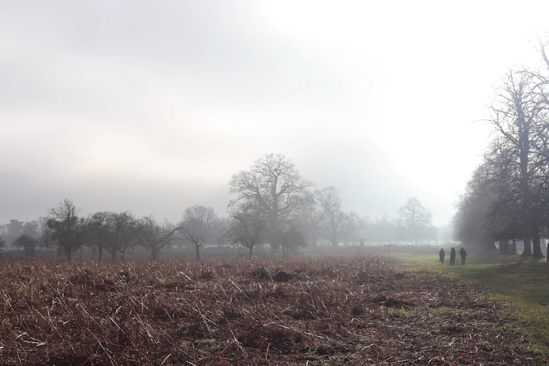 Early mist over a meadow clearing in a quiet forest.