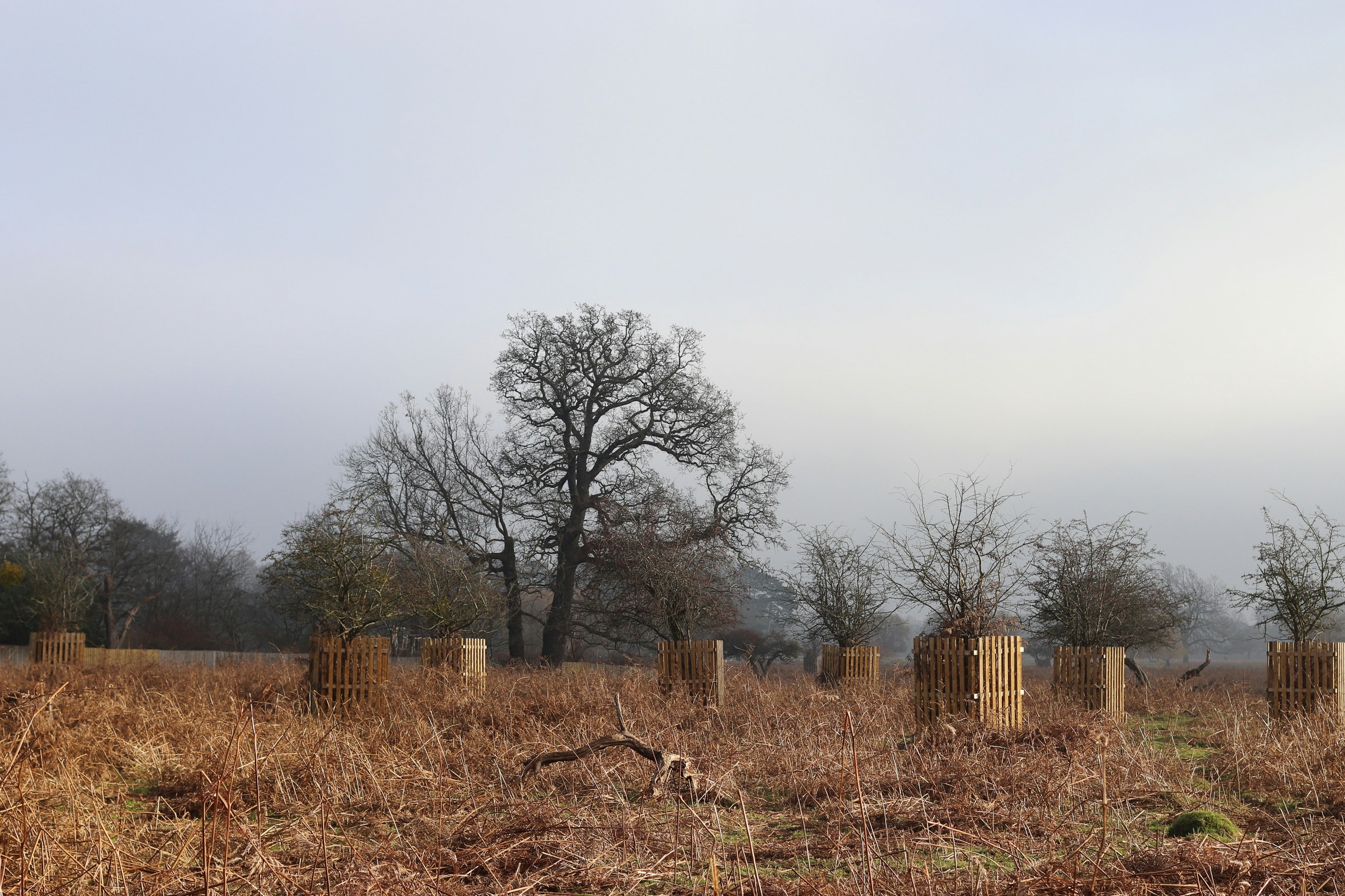 Bare trees in a misty, dry grassland landscape.