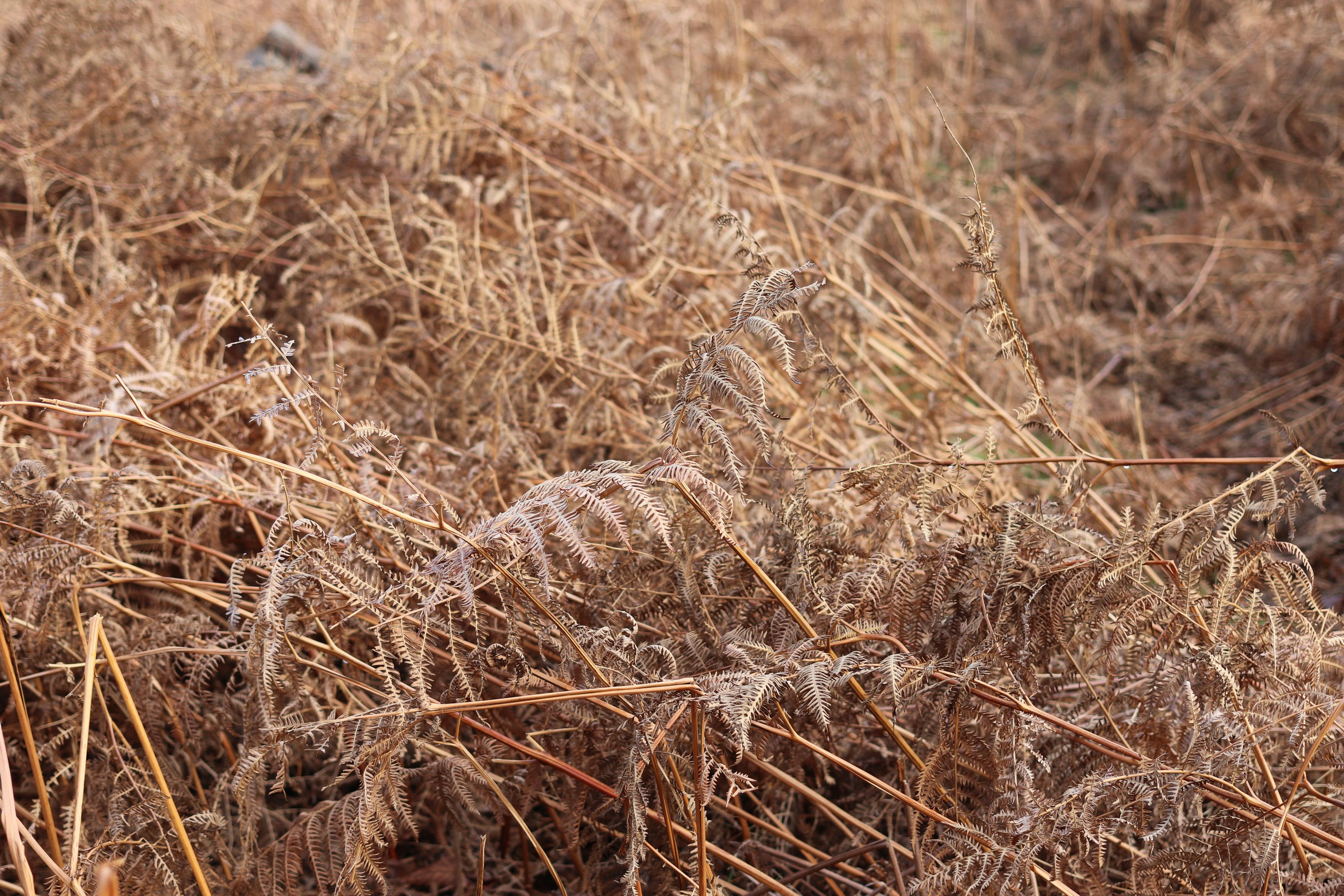 Photo by tanyabarrow