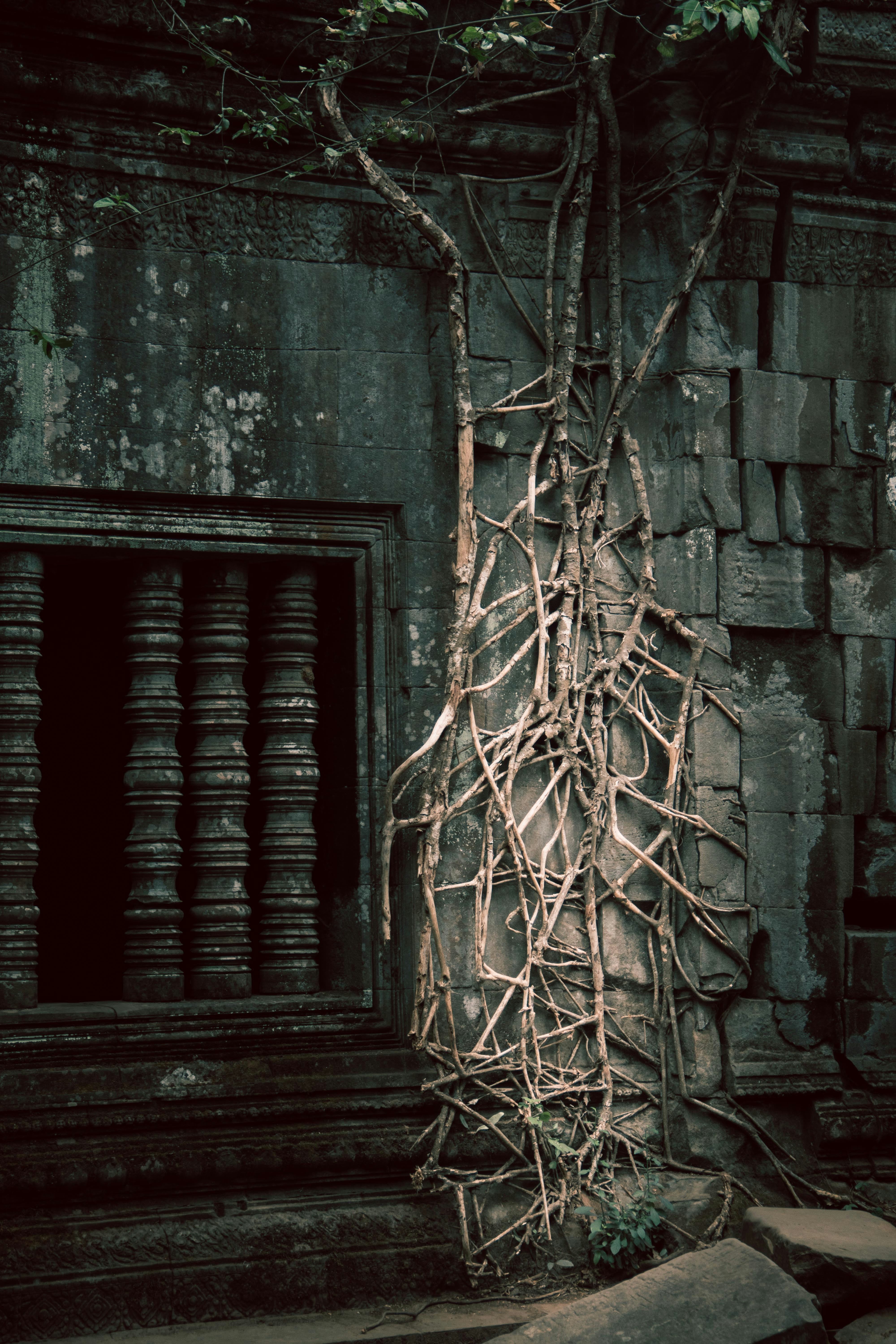 Ancient stone ruins with tree roots growing on wall.