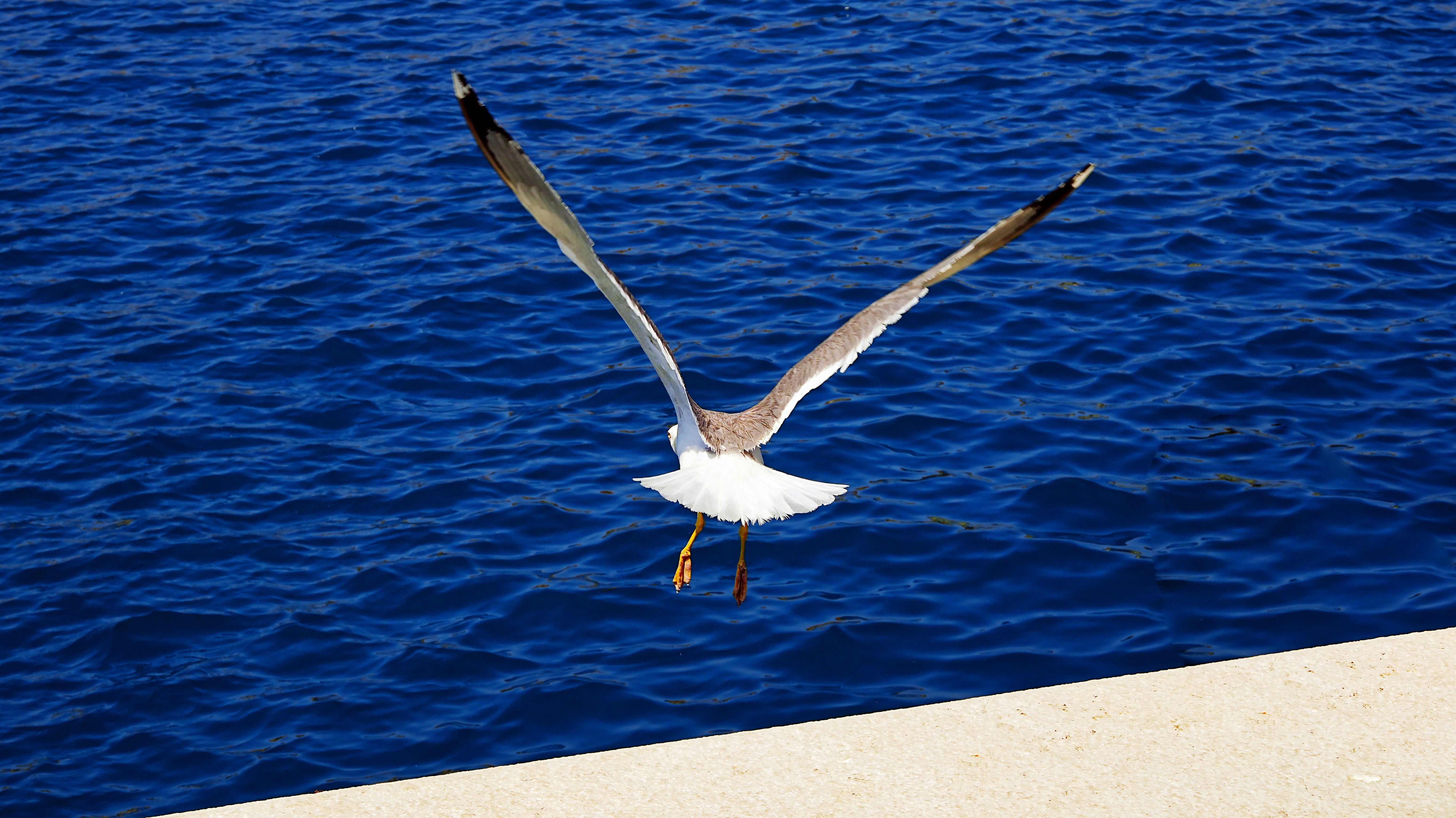 A seagull flies over the deep blue ocean.