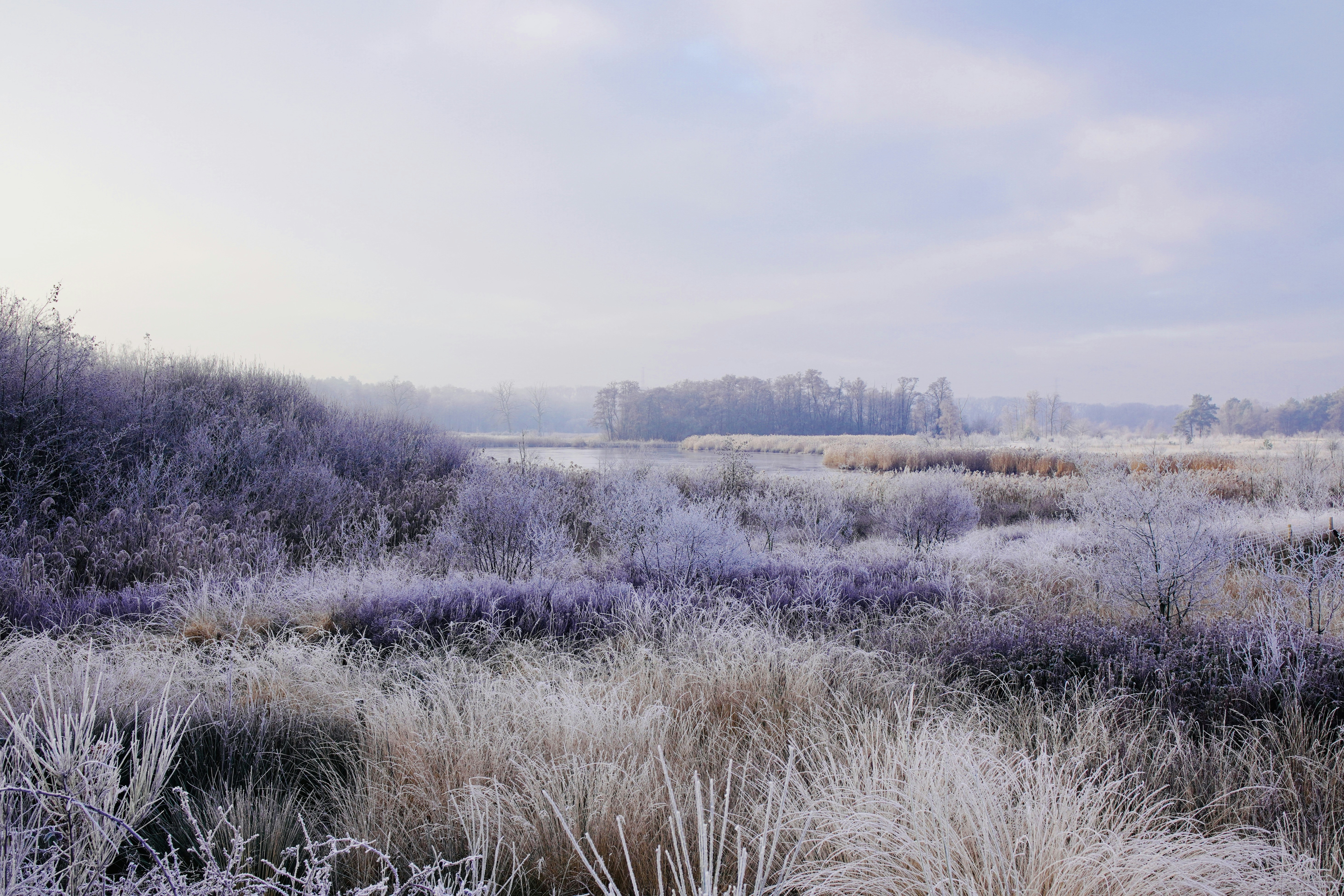 frosty winter landscape, wallpaper, First Frost Preparation: Protect Your Garden & Home 6