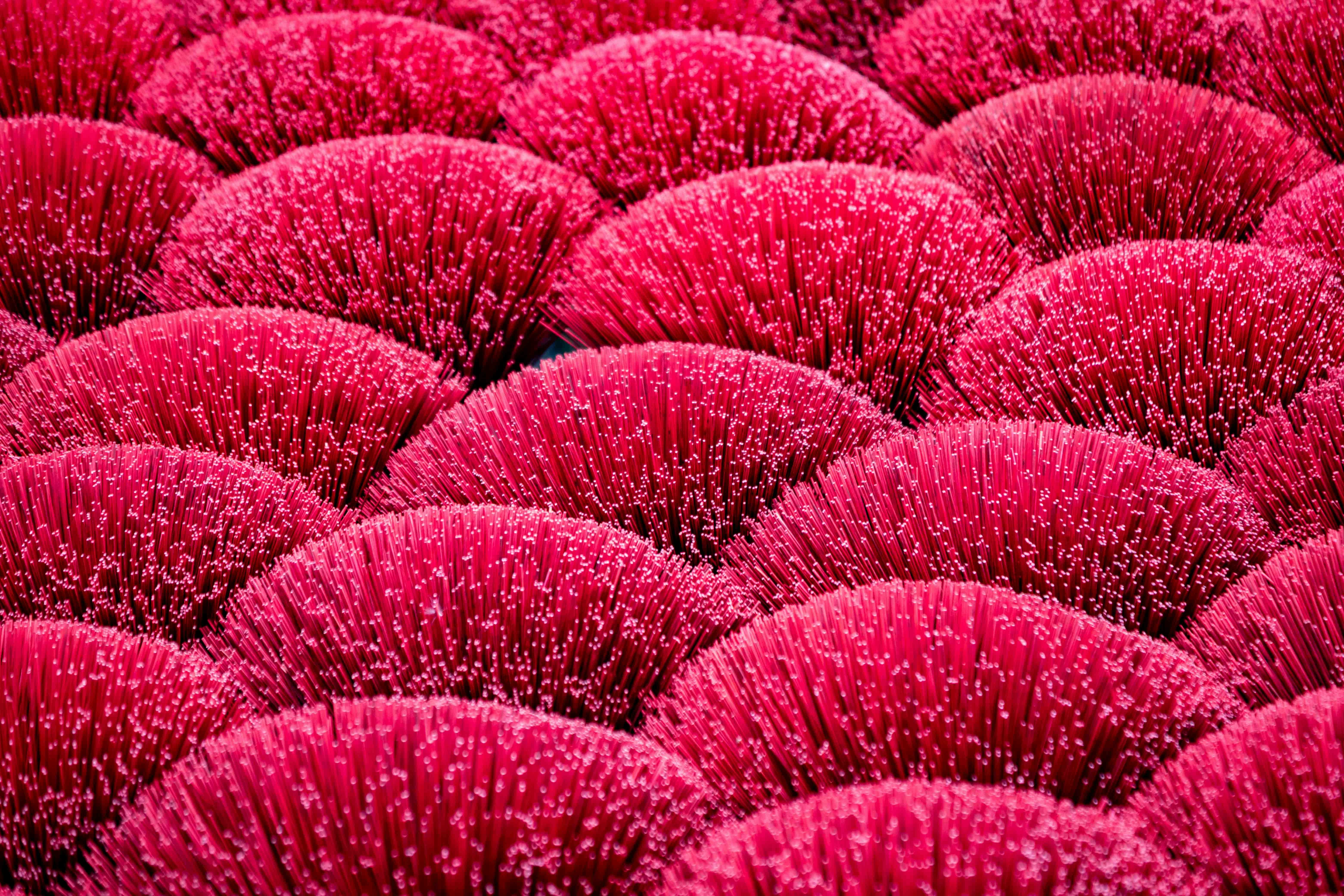 Close-up of fuzzy red textured objects arranged in rows