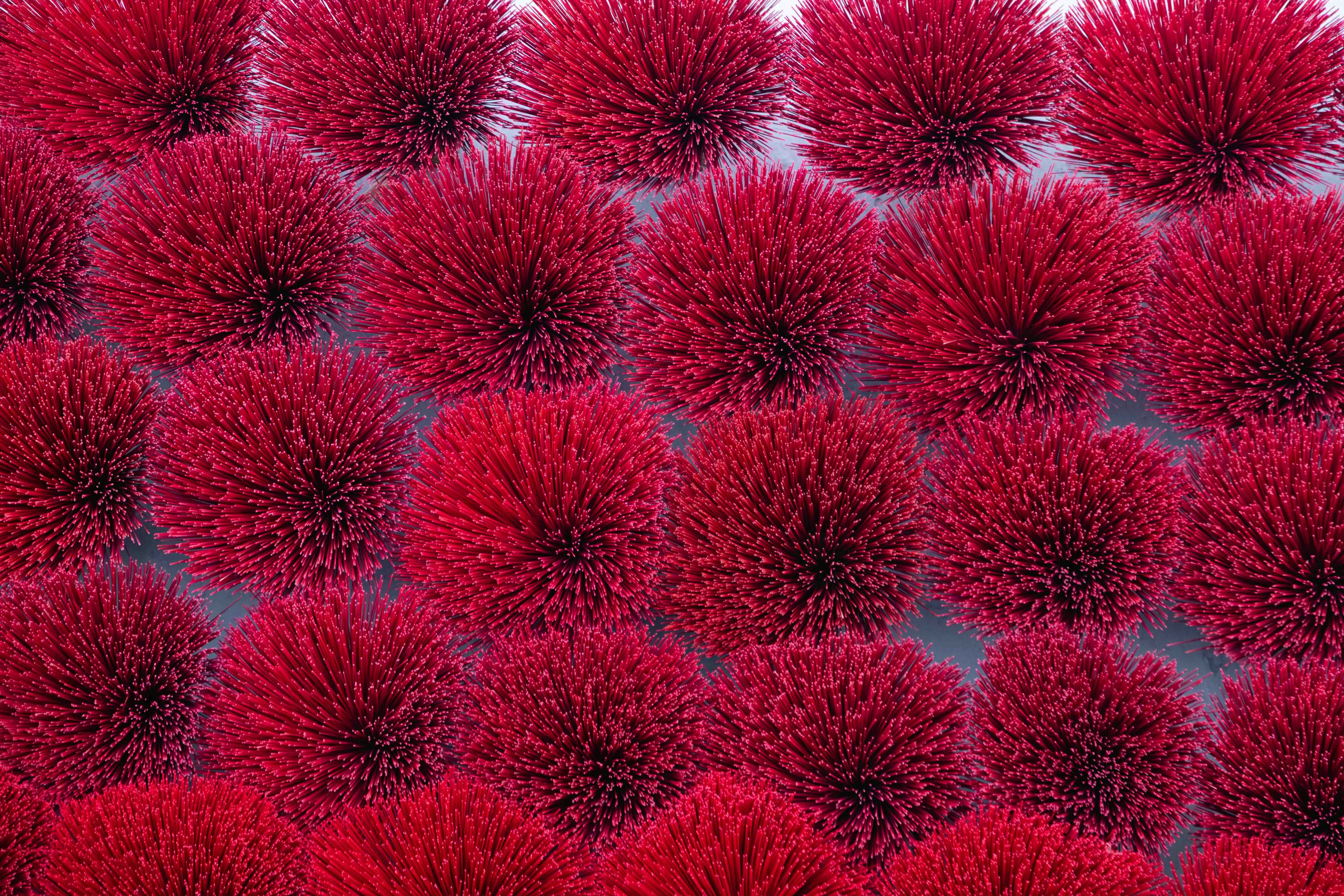 Rows of fluffy red pom-poms on a white background