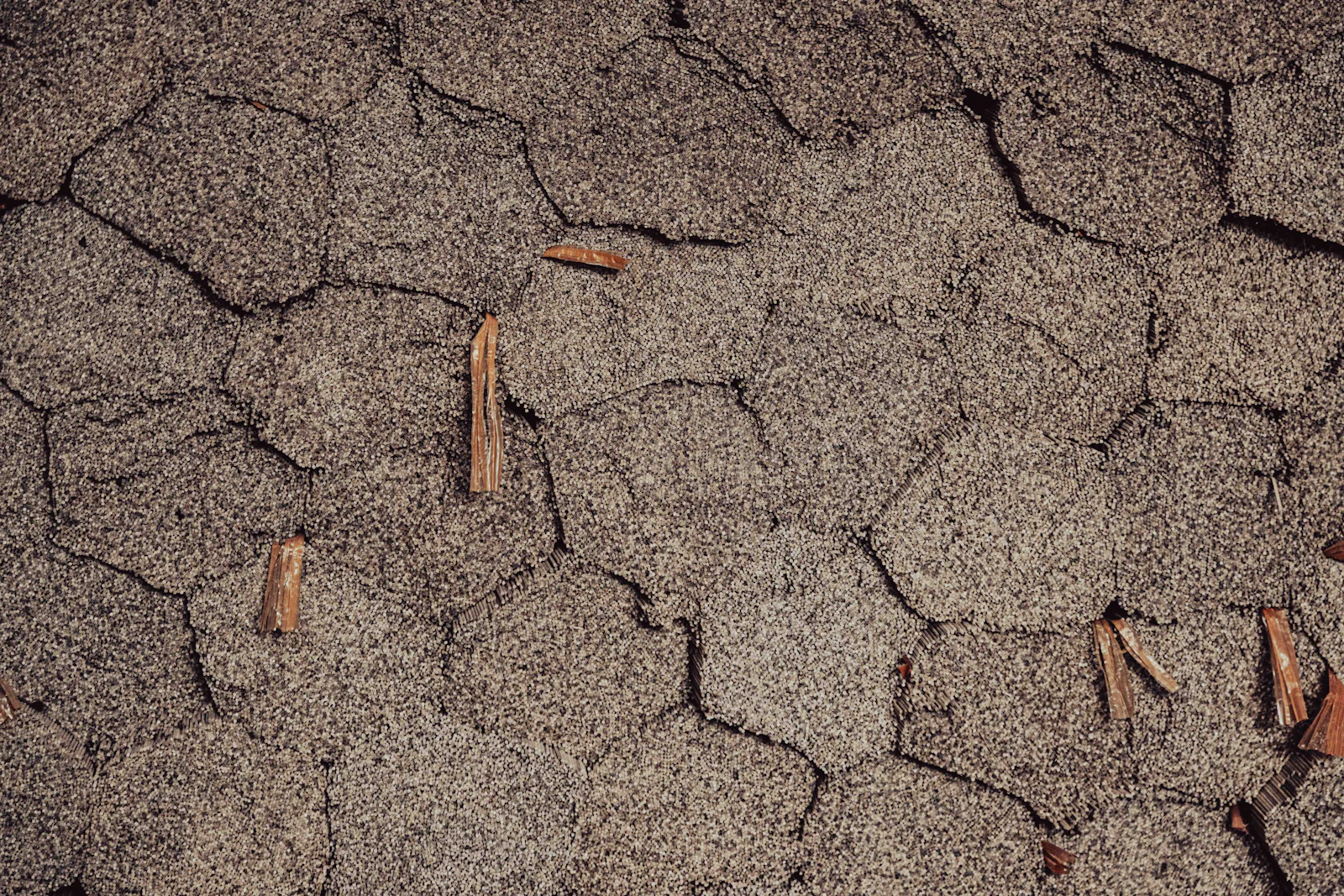 Close-up of worn asphalt shingles