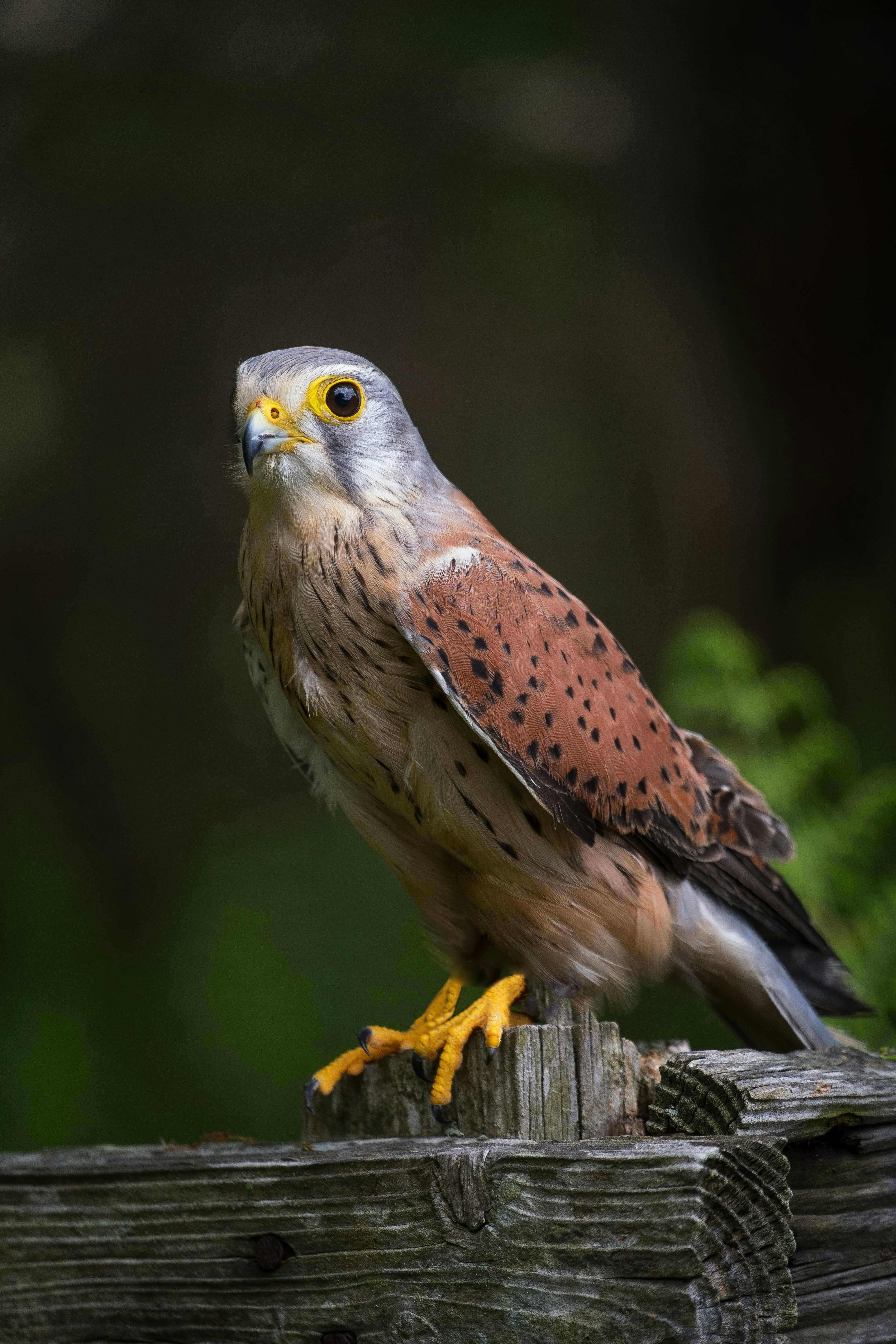 Photo by philrobson100