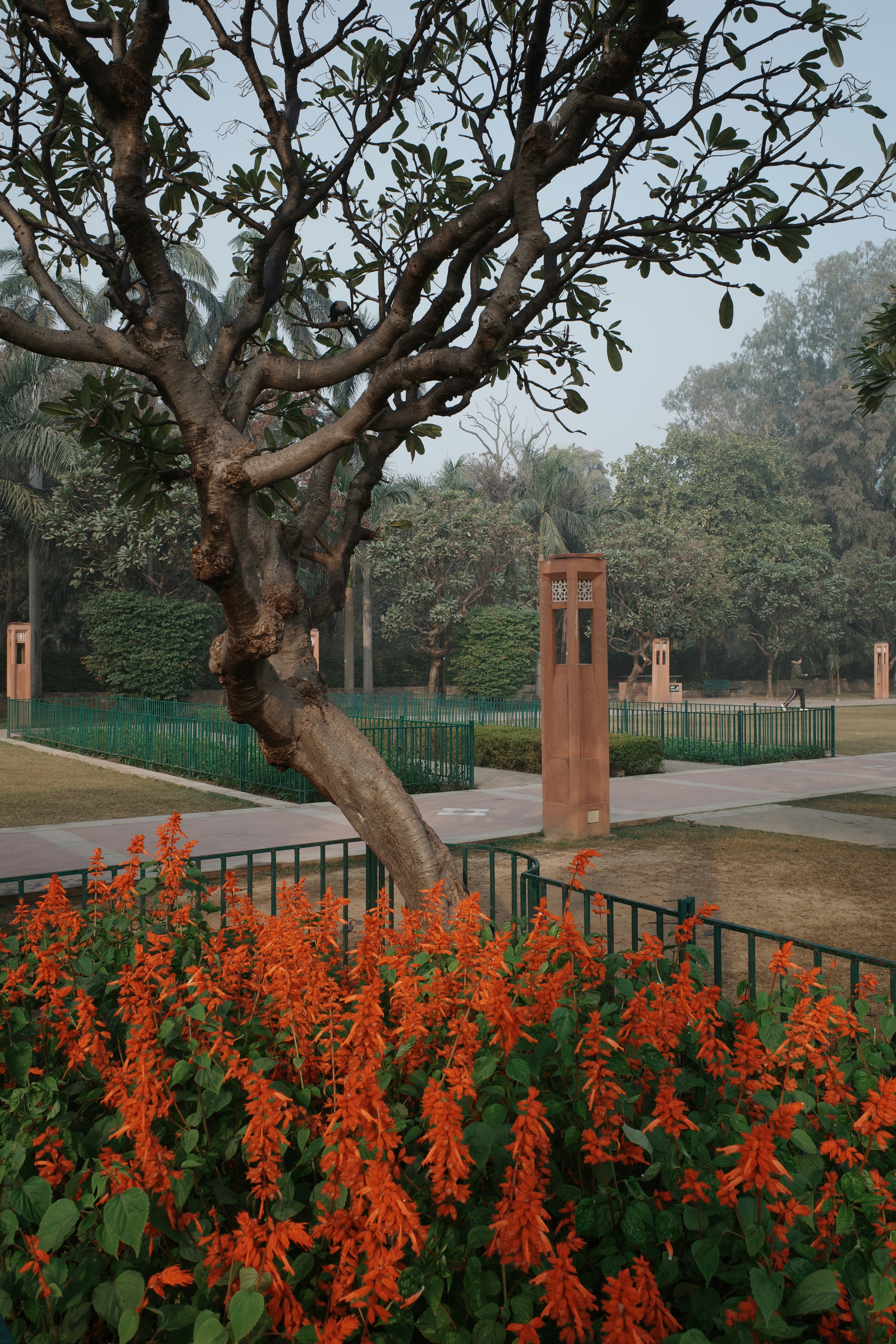 A tree with orange flowers in a garden.