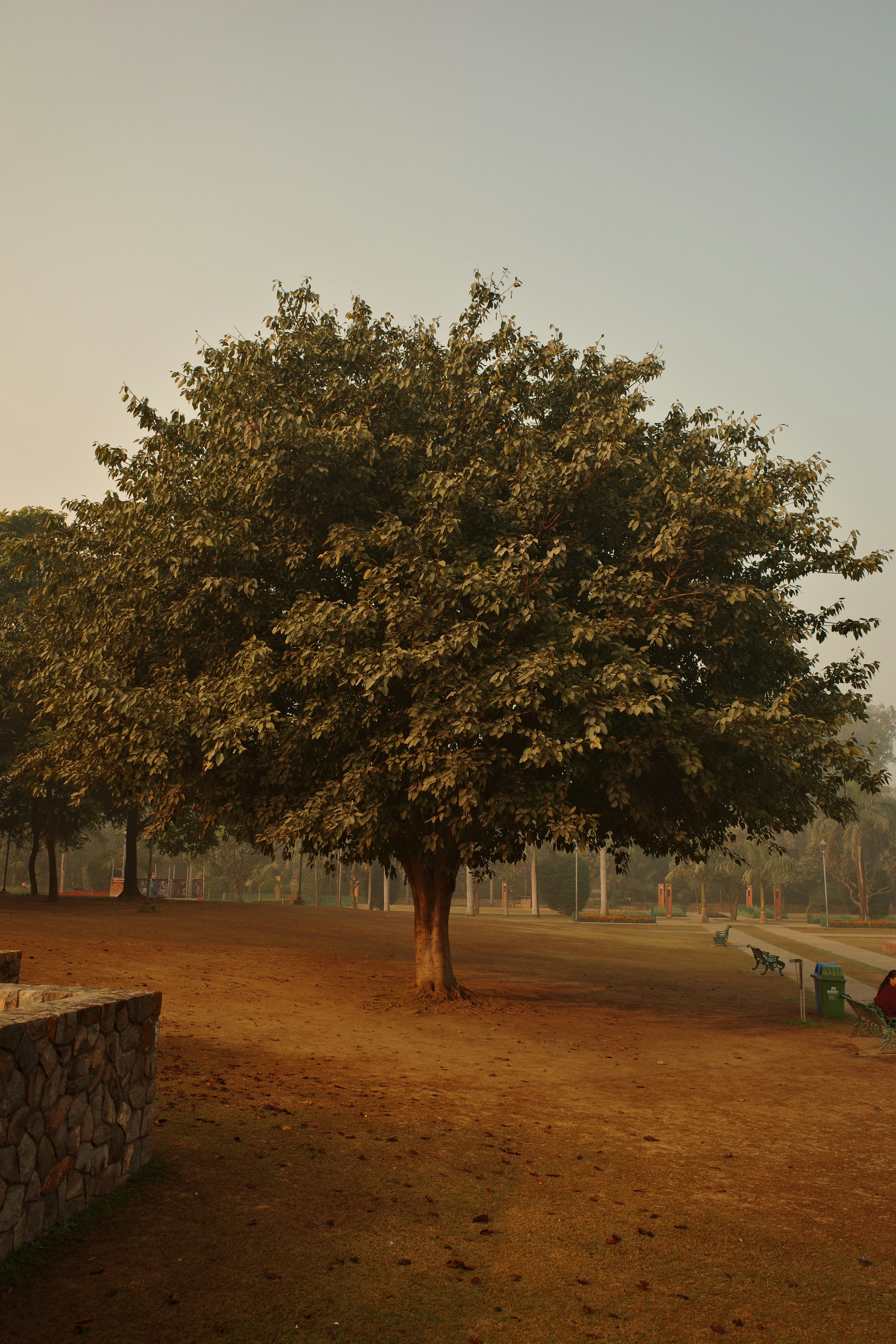 Large tree stands in a park at sunset