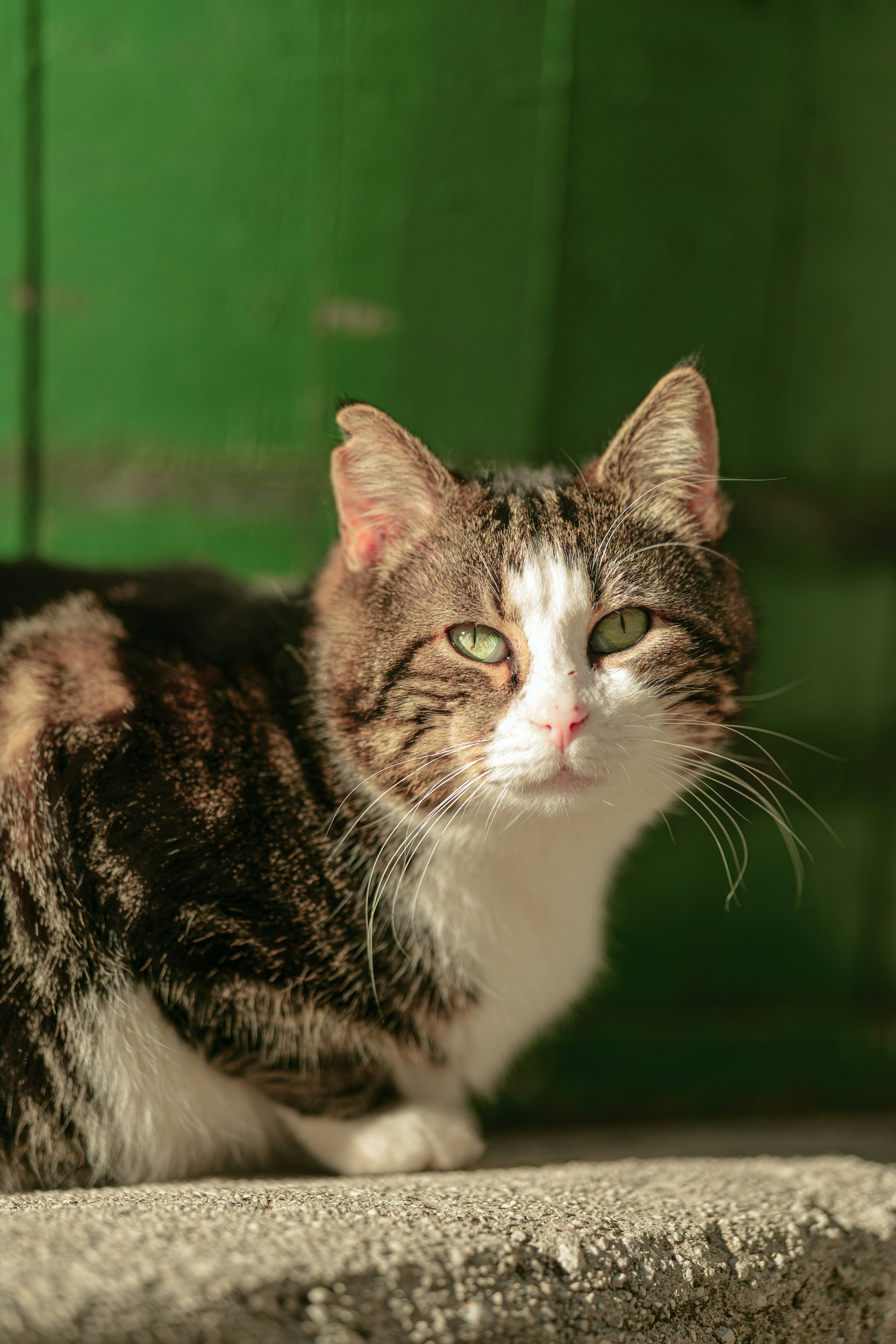 A tabby cat with green eyes sits outdoors.