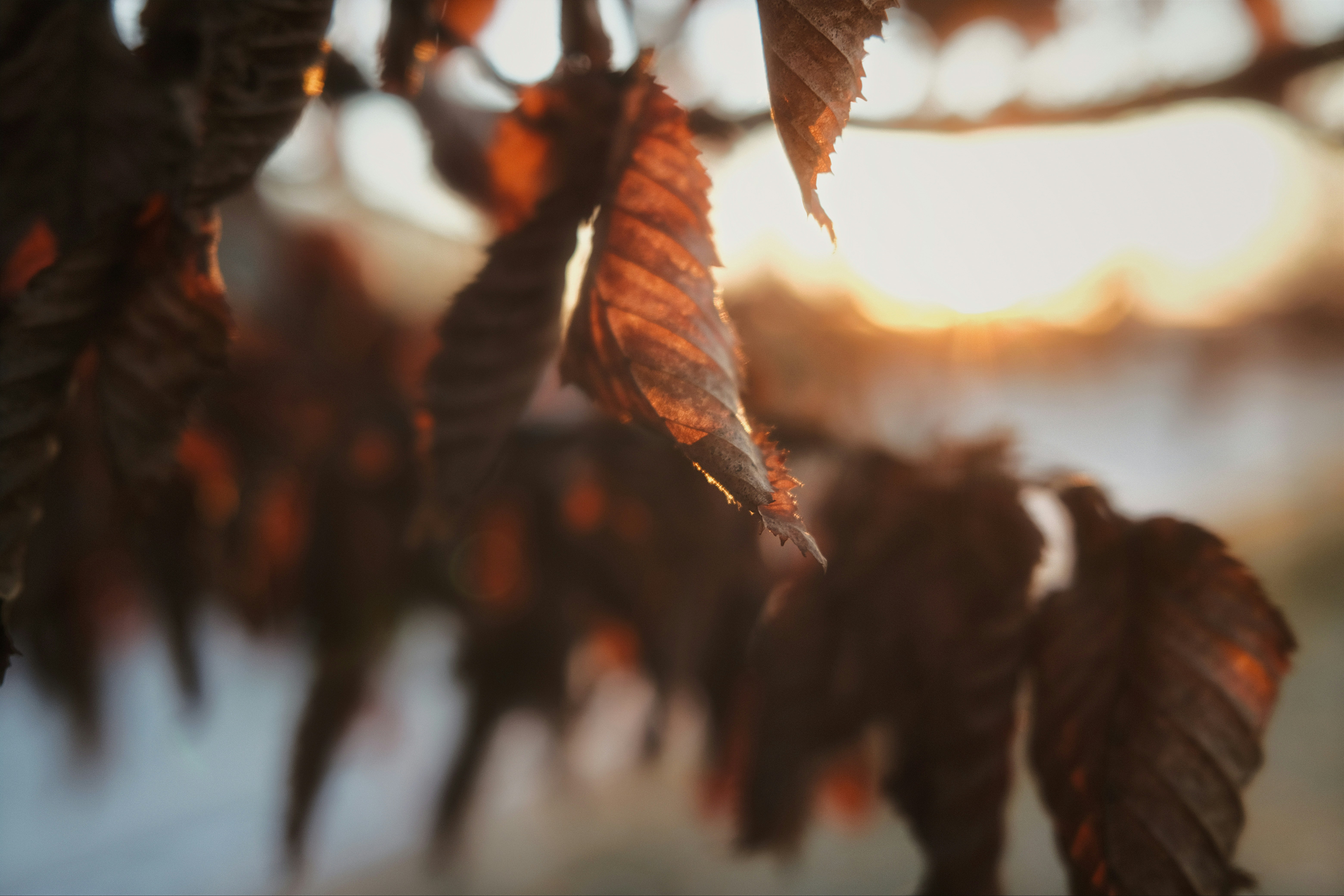 Dry autumn leaves backlit by the setting sun.