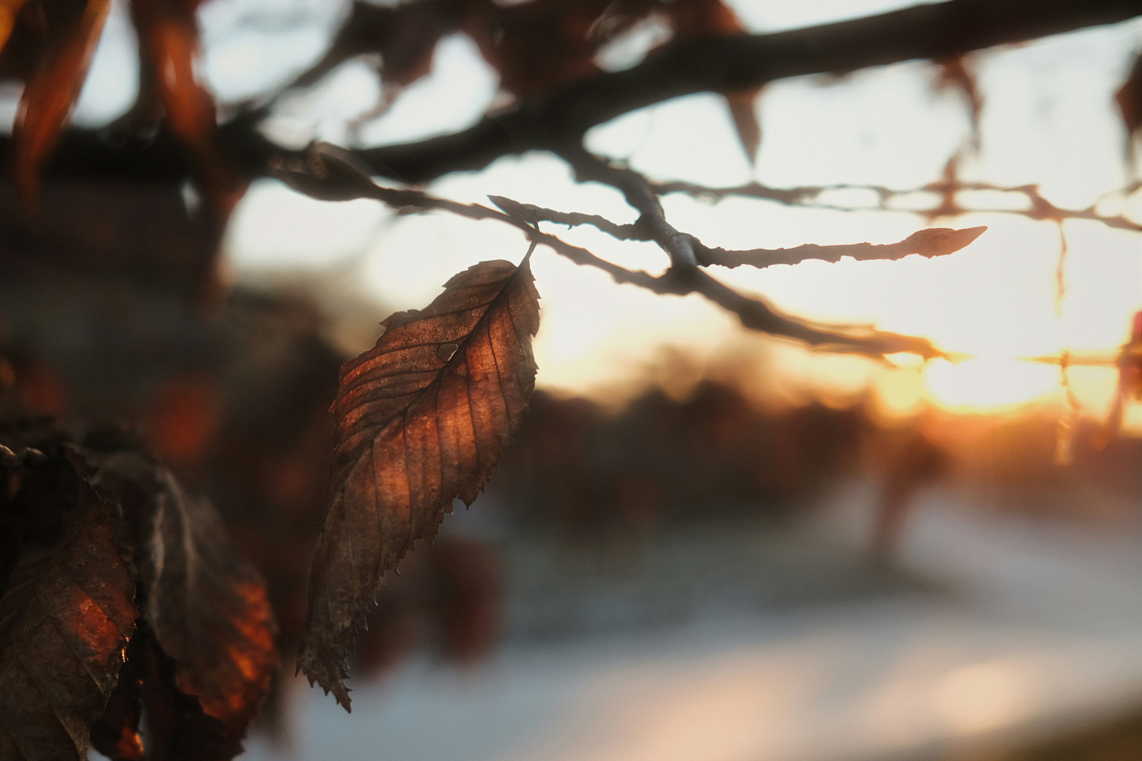 Photo by magnusjonasson