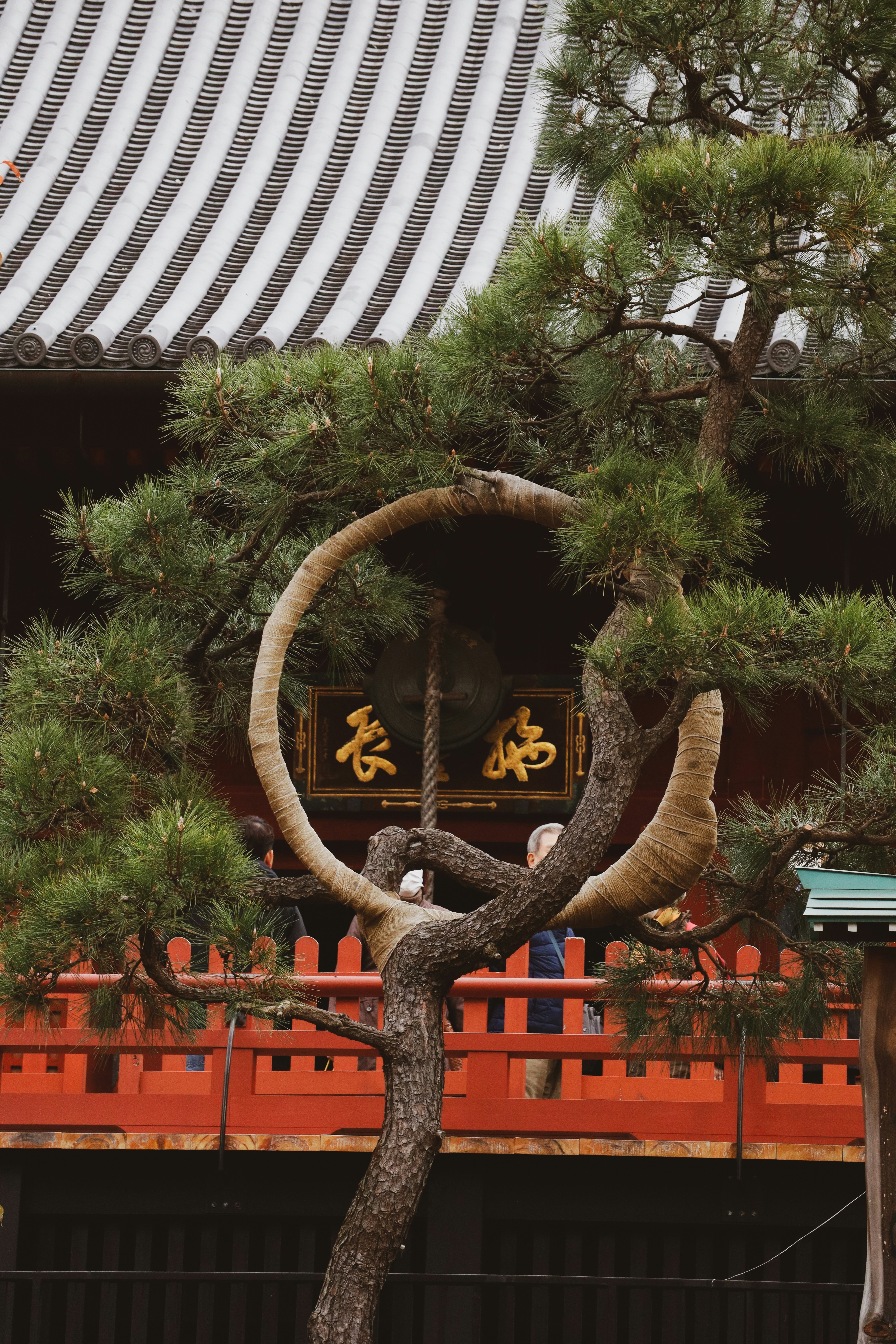 A bonsai tree in front of a japanese temple