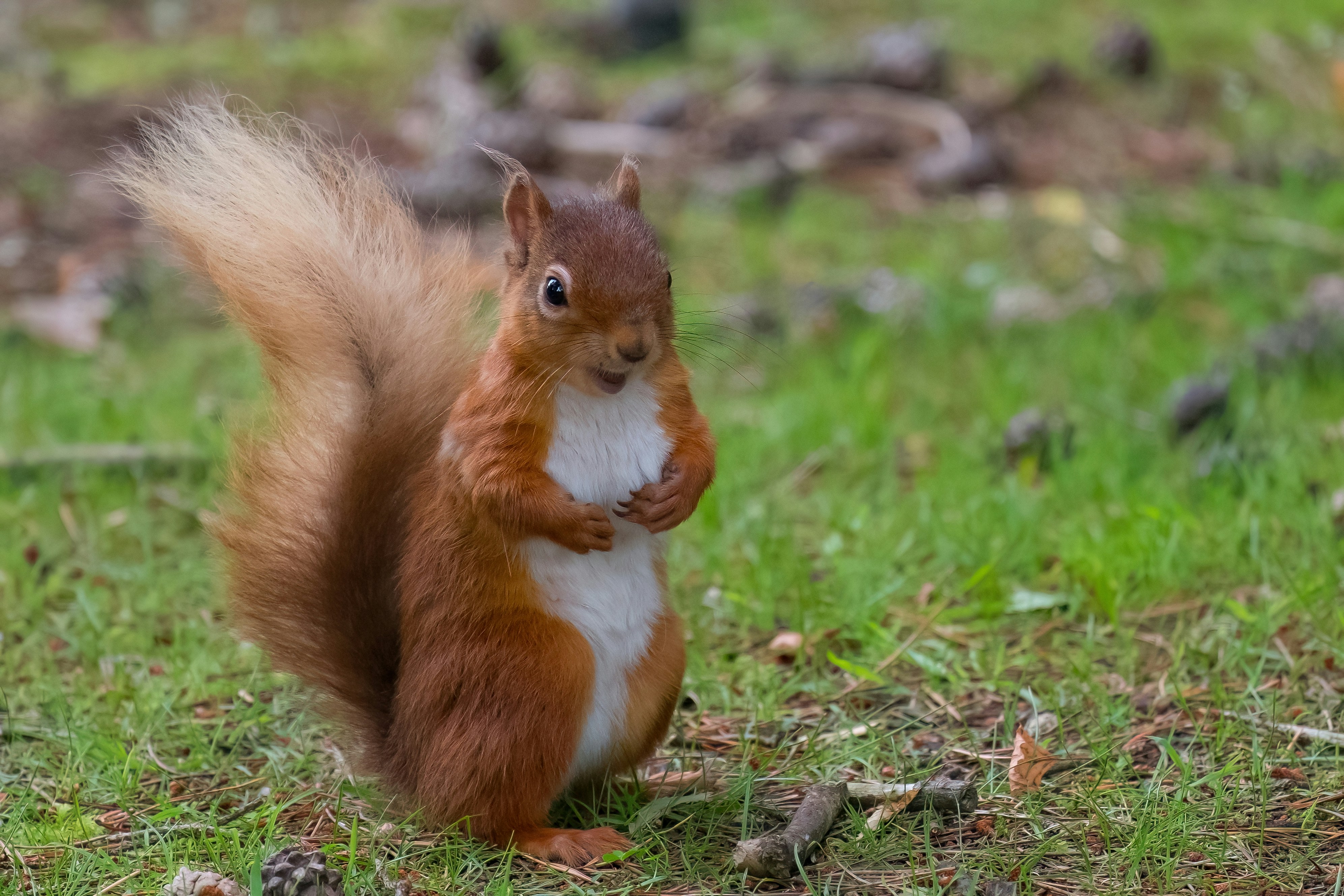 Photo by philrobson100